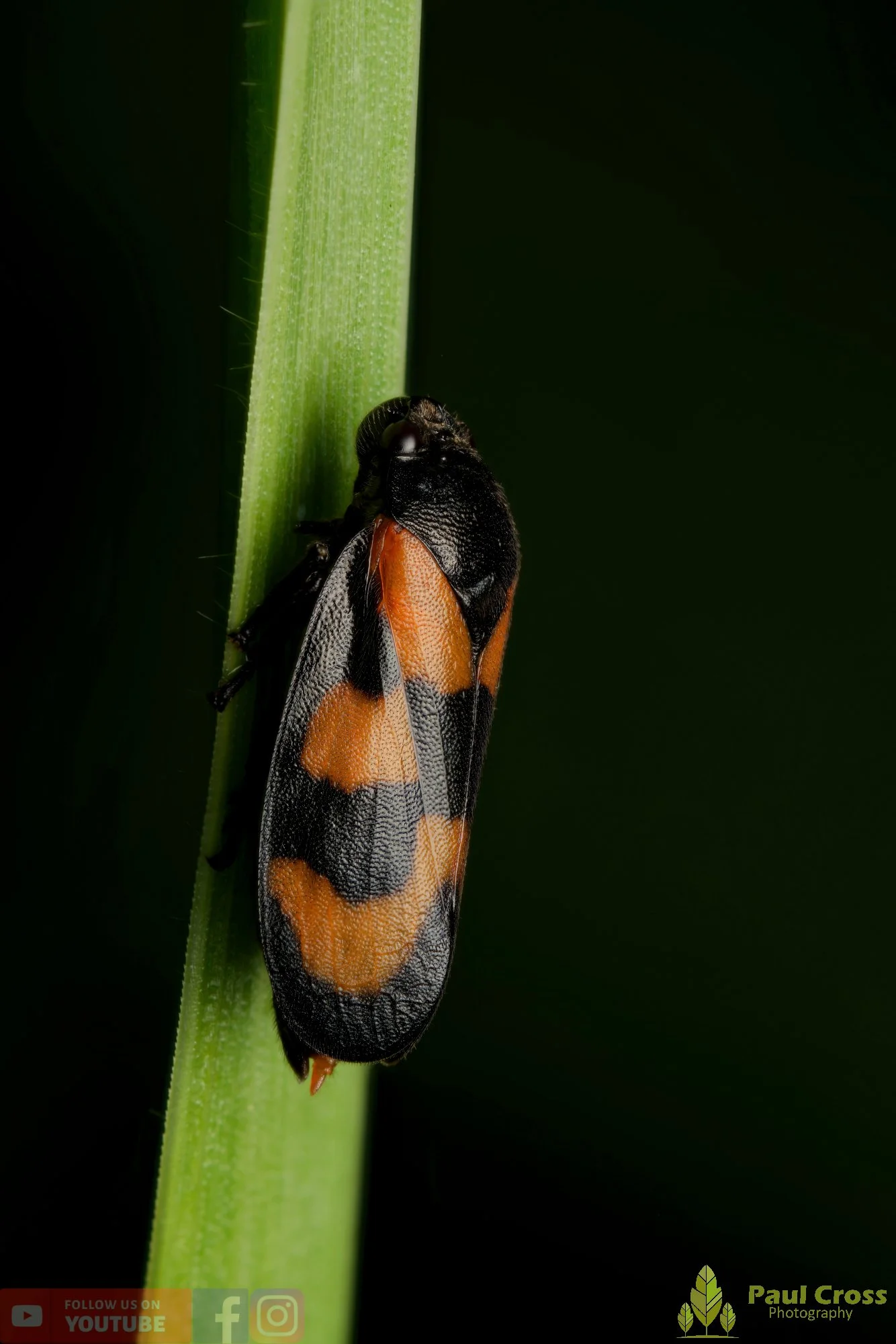 Red-And-Black Froghopper-00002.jpg