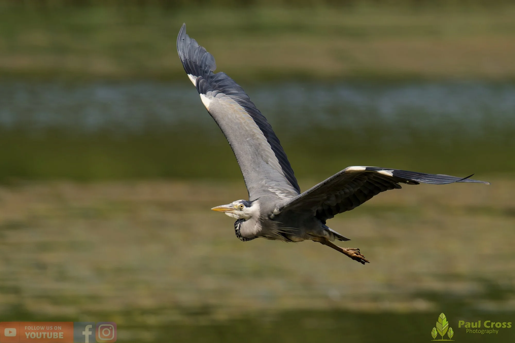 Grey Heron-00750.jpg