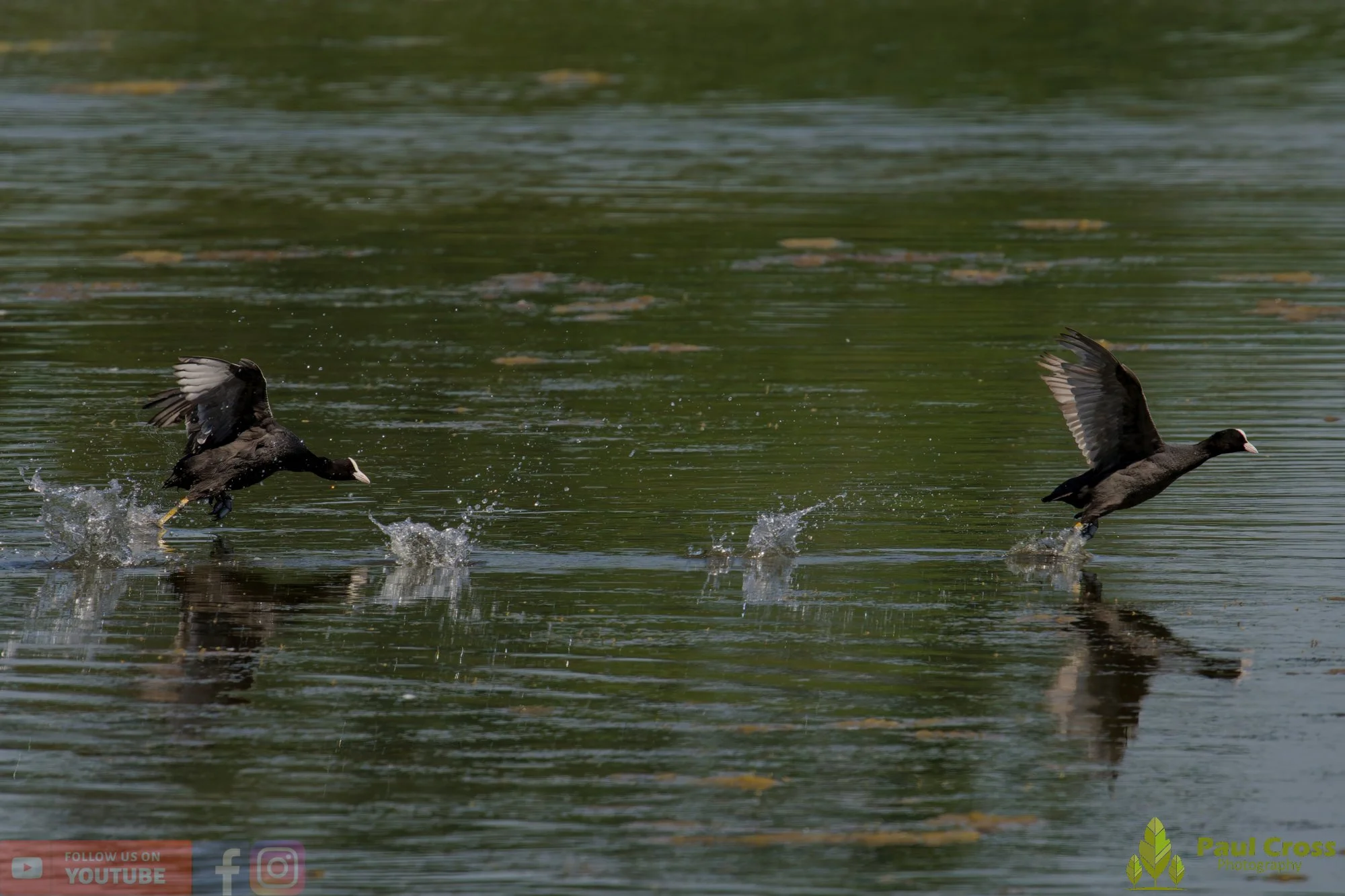Coot-00618.jpg