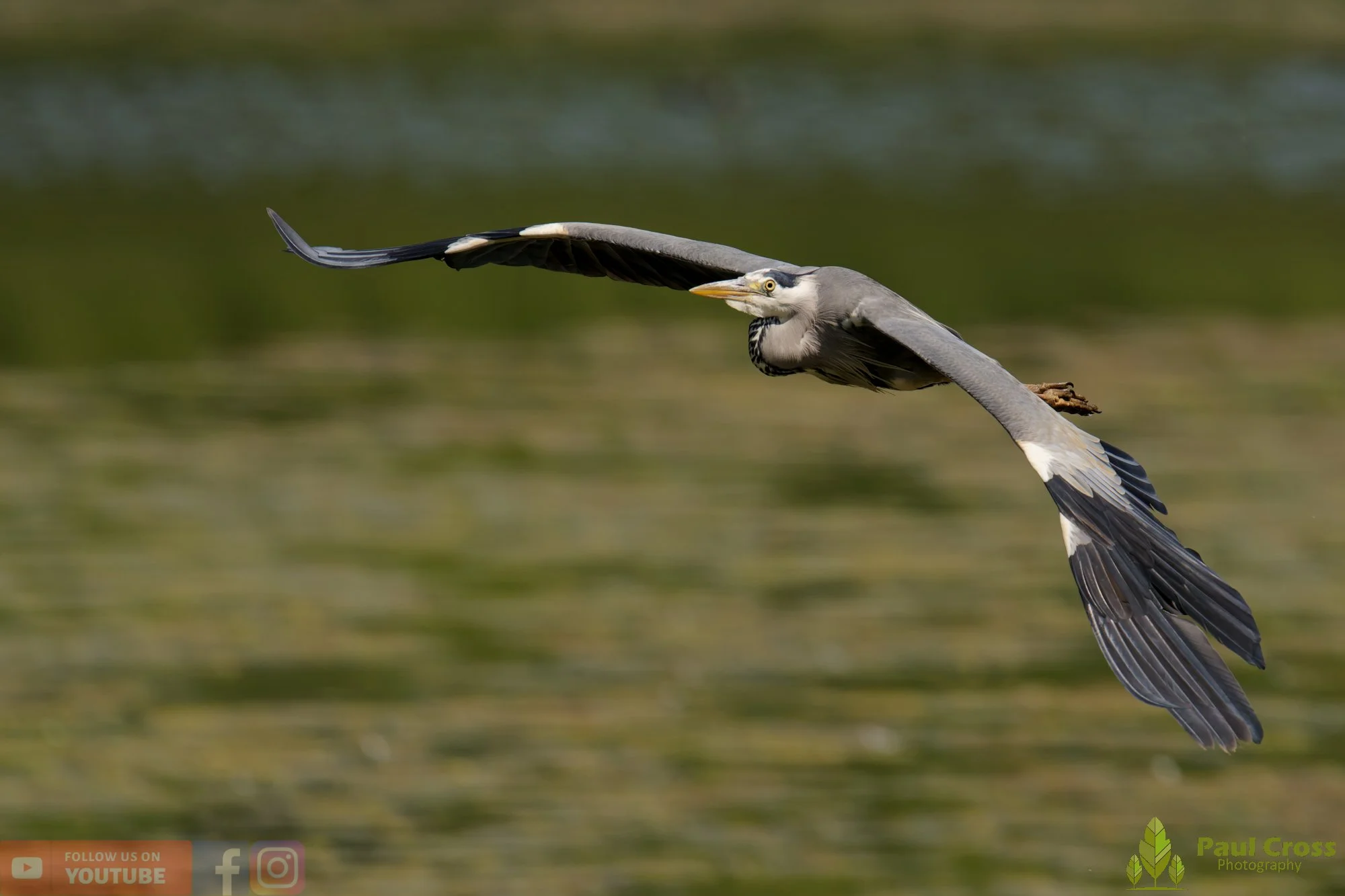 Grey Heron-00751.jpg
