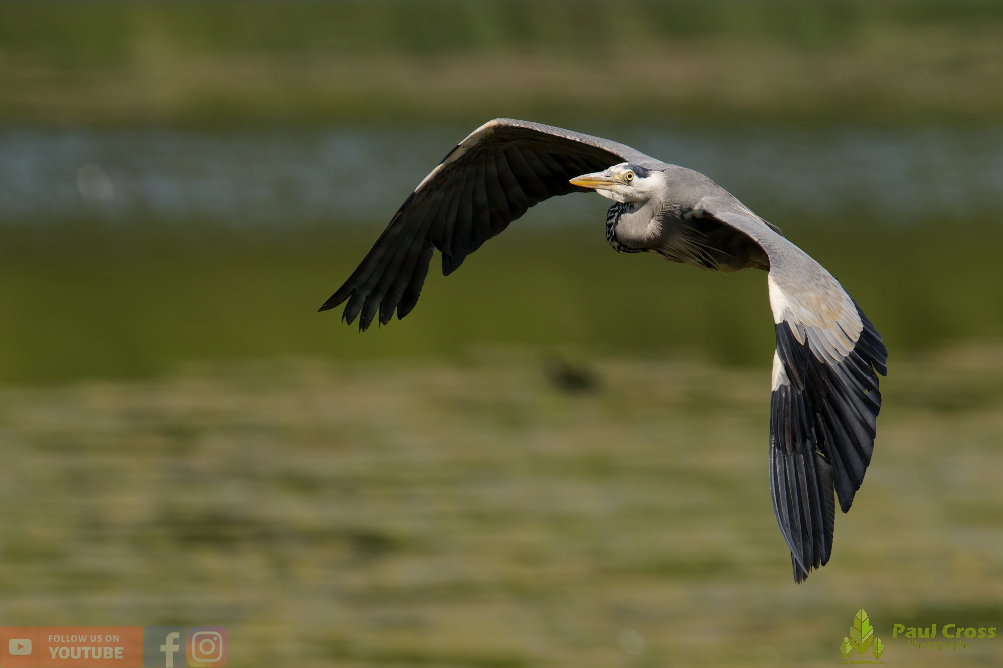 Grey Heron-00752.jpg