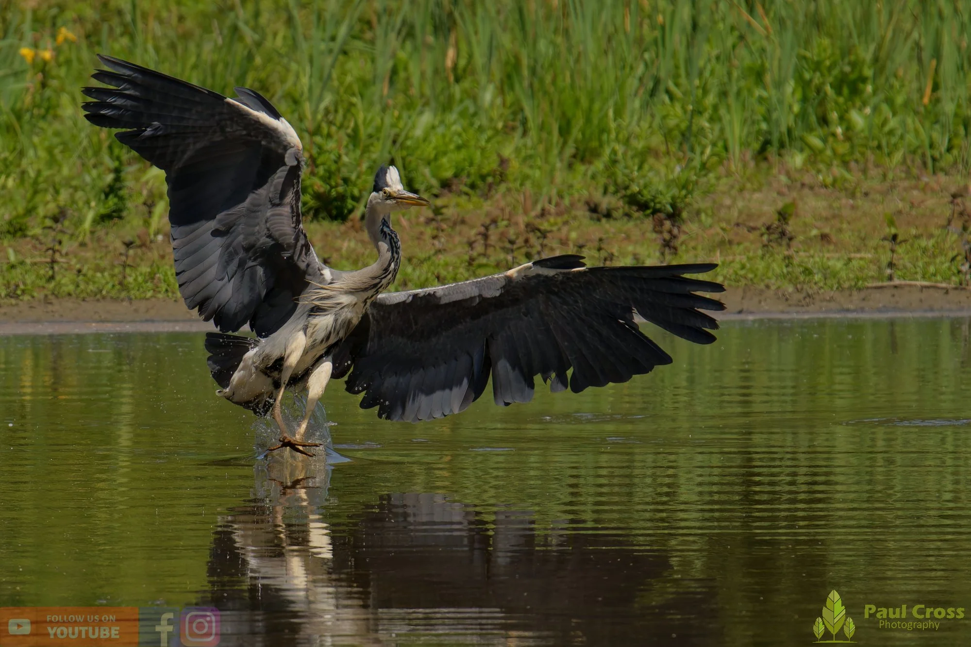 Grey Heron-00753.jpg