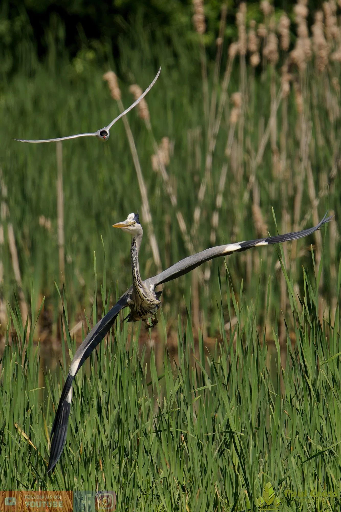 Grey Heron-00754.jpg