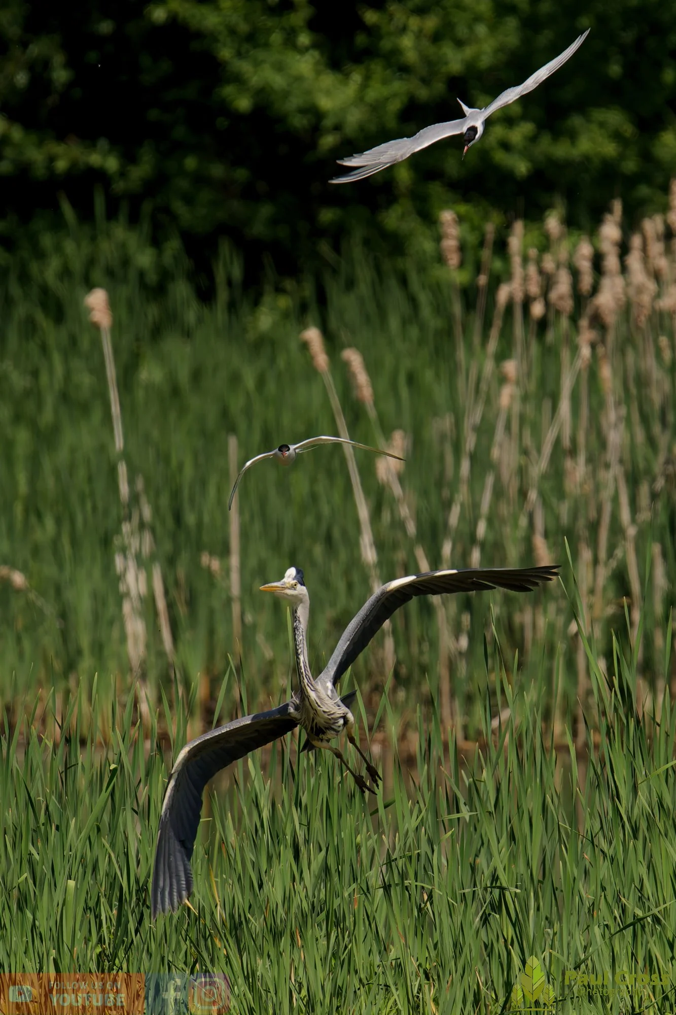 Grey Heron-00755.jpg
