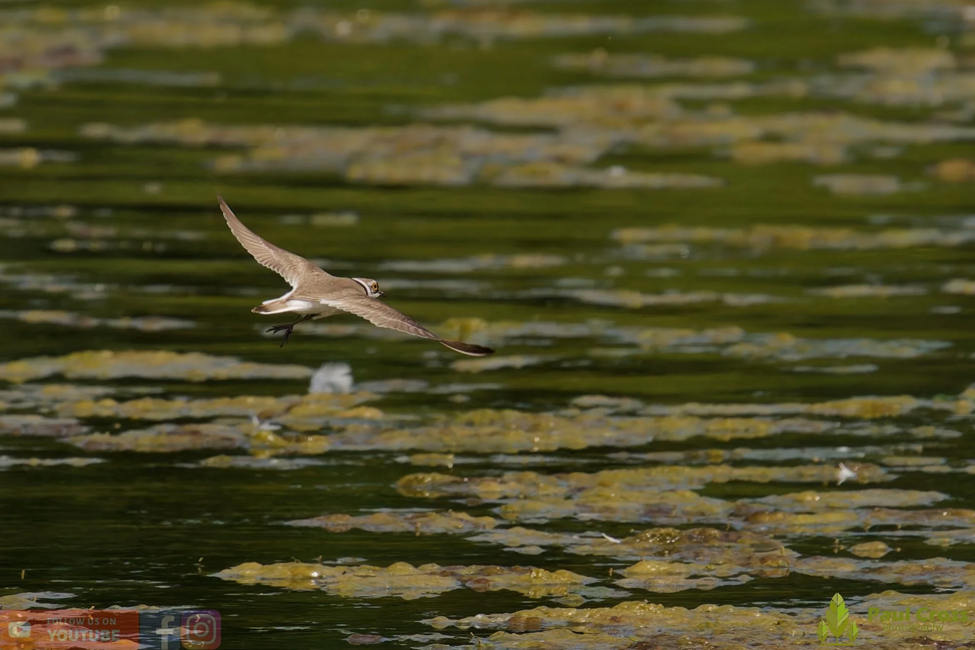 Little Ringed Plover-00152.jpg