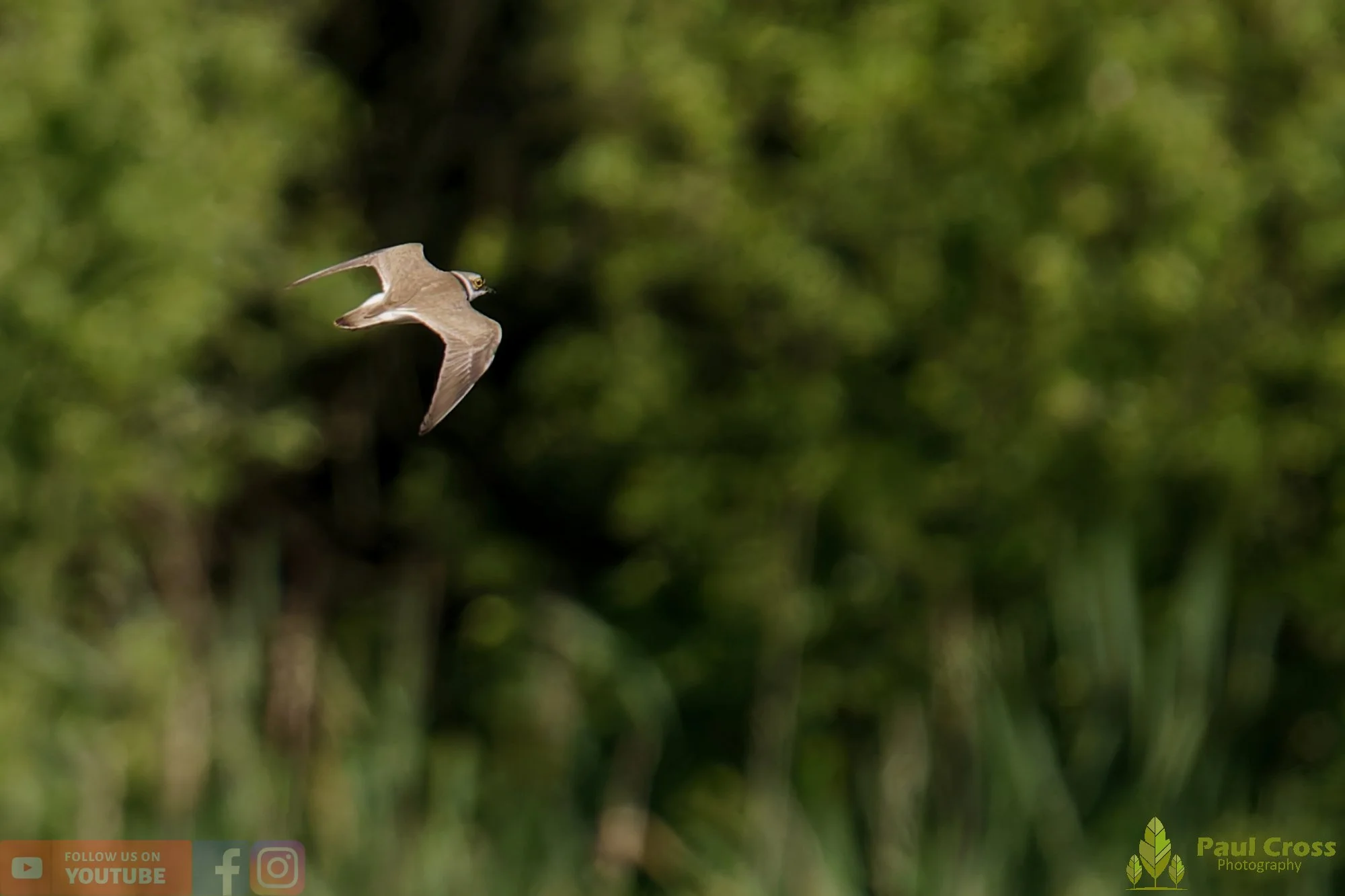 Little Ringed Plover-00153.jpg