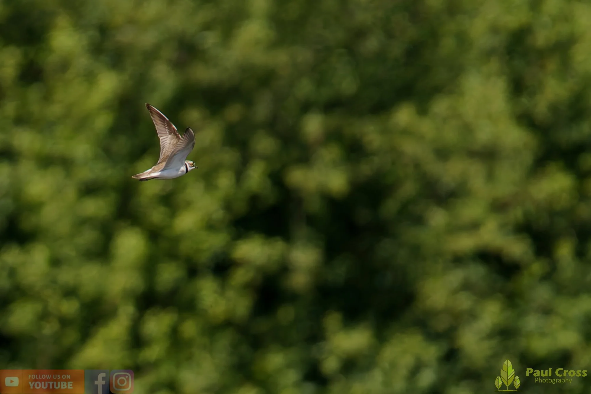 Little Ringed Plover-00154.jpg