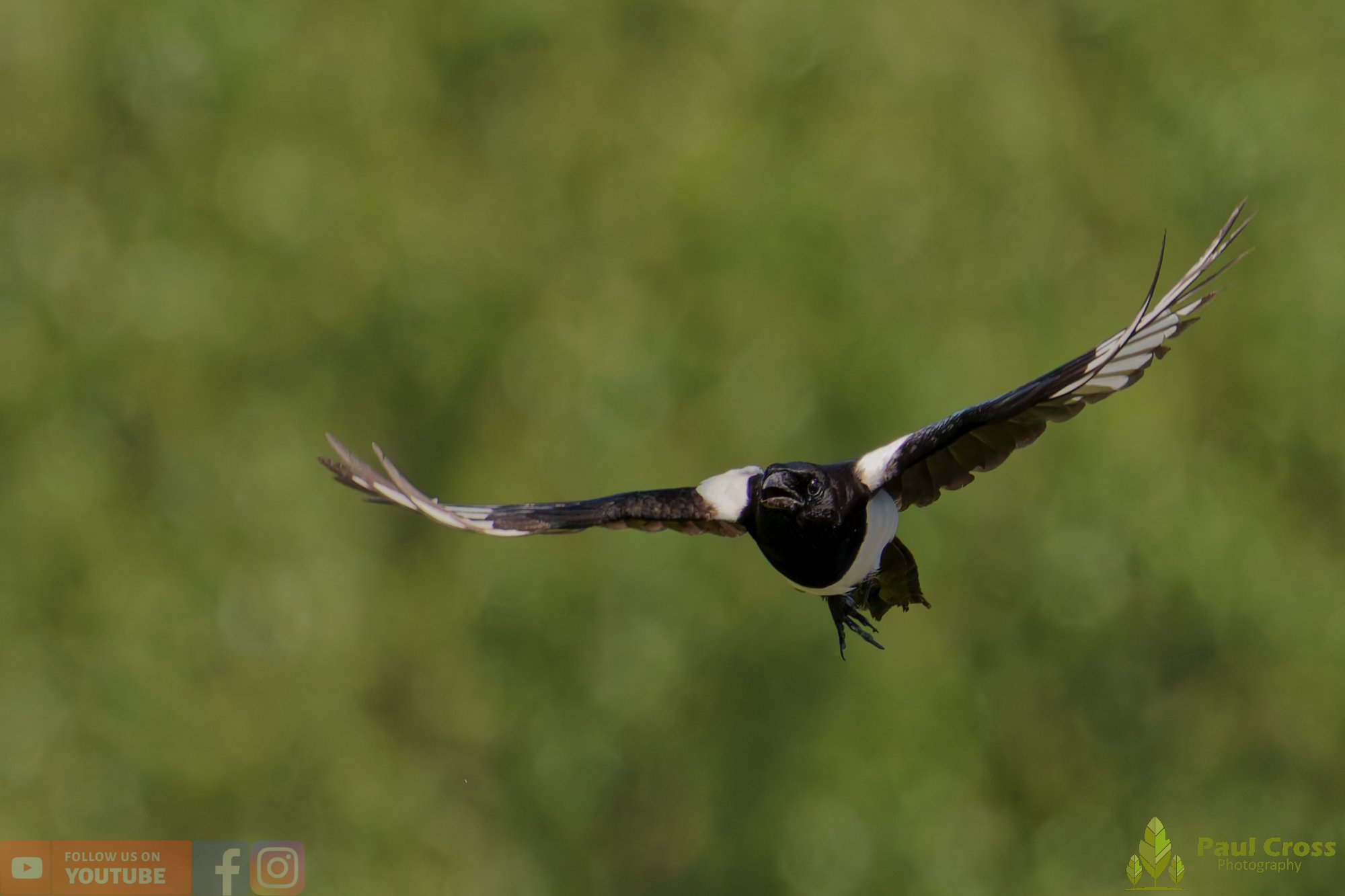 Magpie-00092.jpg