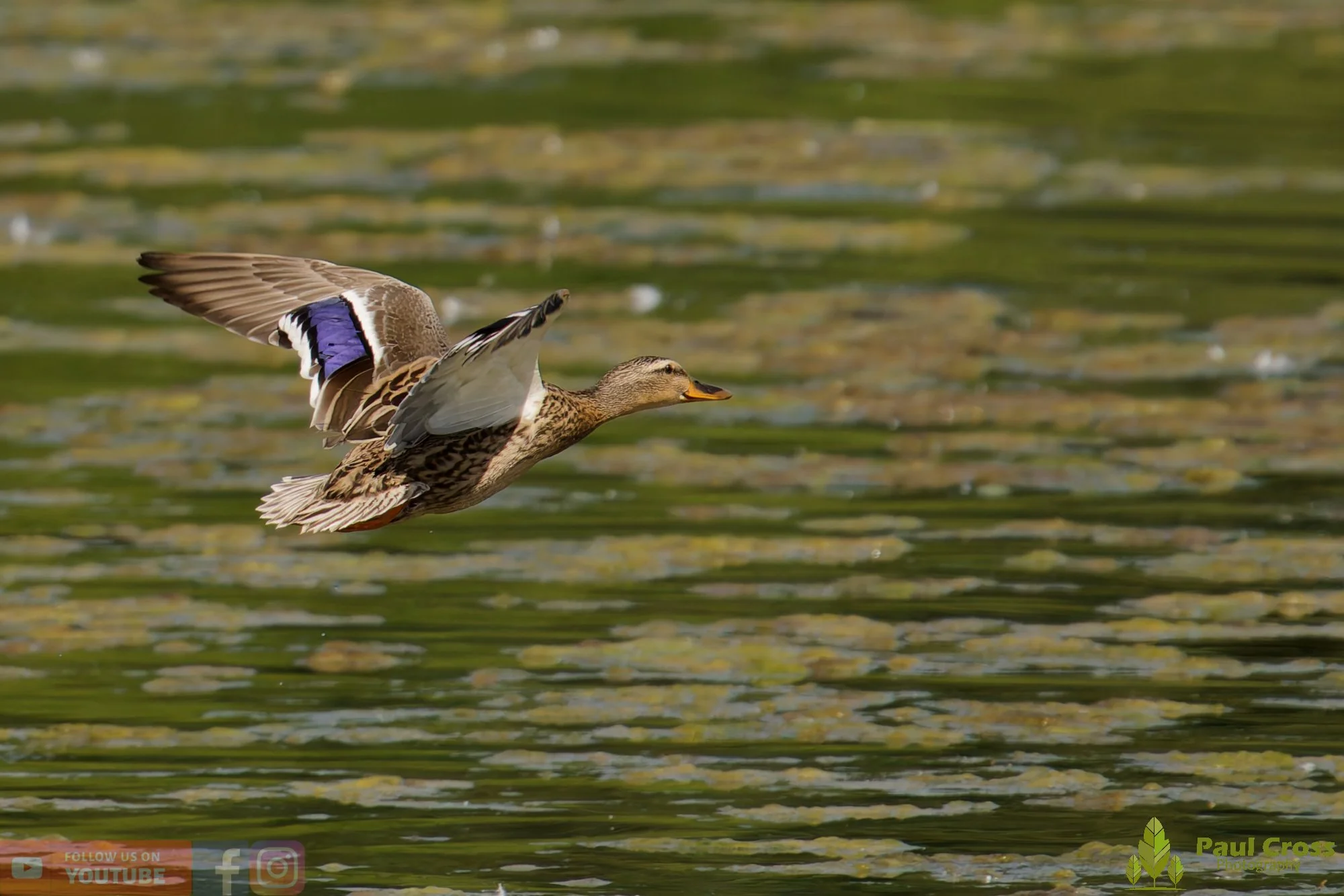 Mallard Duck-01269.jpg