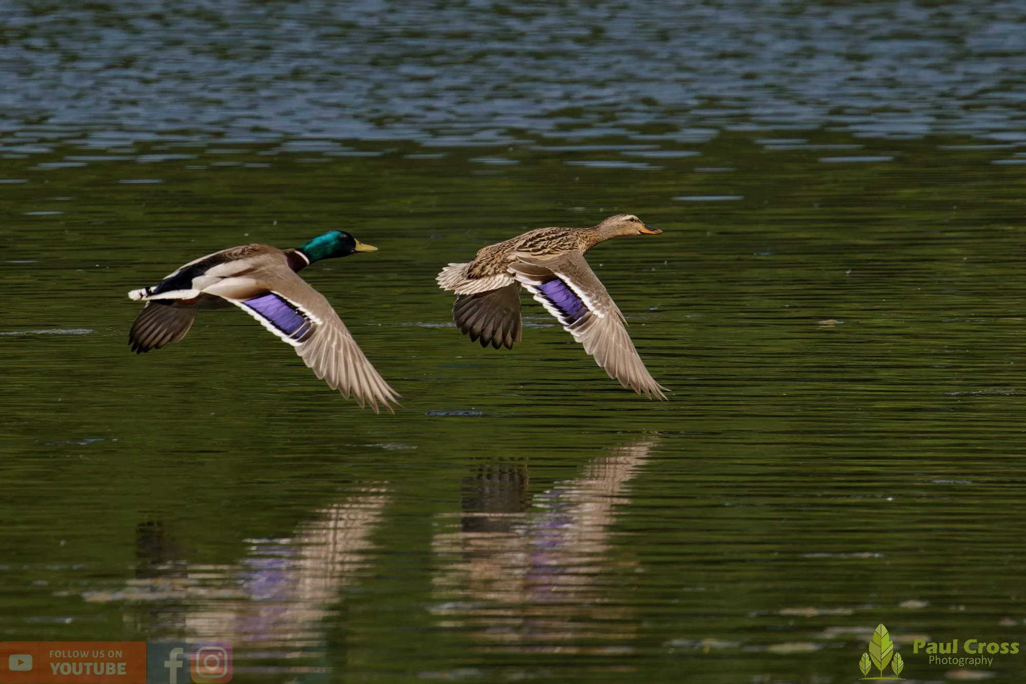 Mallard Duck-01270.jpg