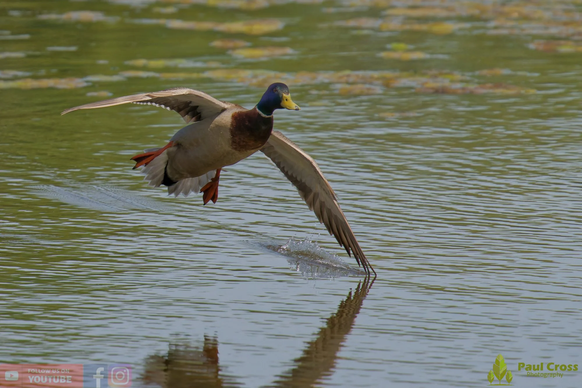 Mallard Duck-01271.jpg