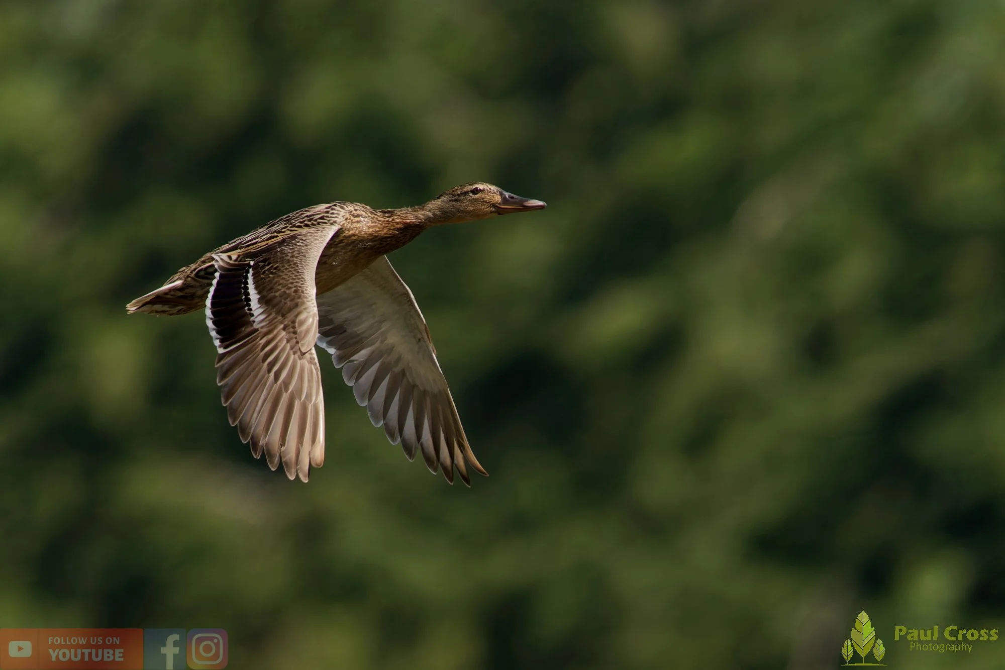Mallard Duck-01272.jpg