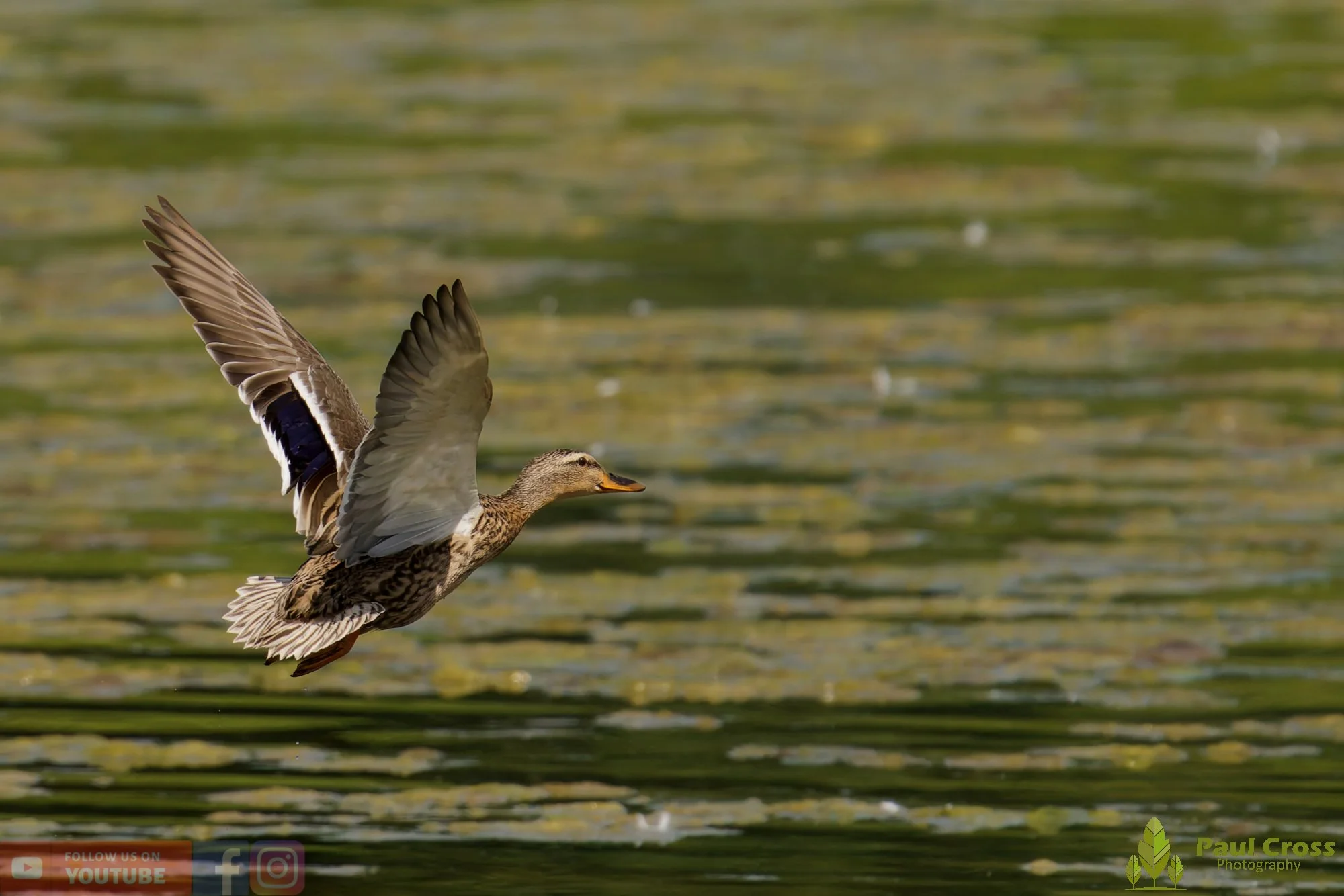 Mallard Duck-01273.jpg