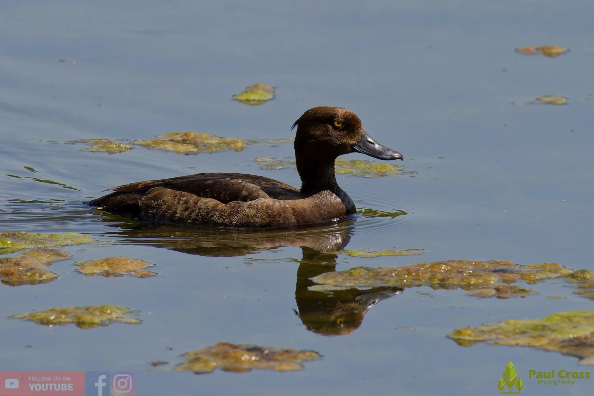 Tufted Duck-00260.jpg
