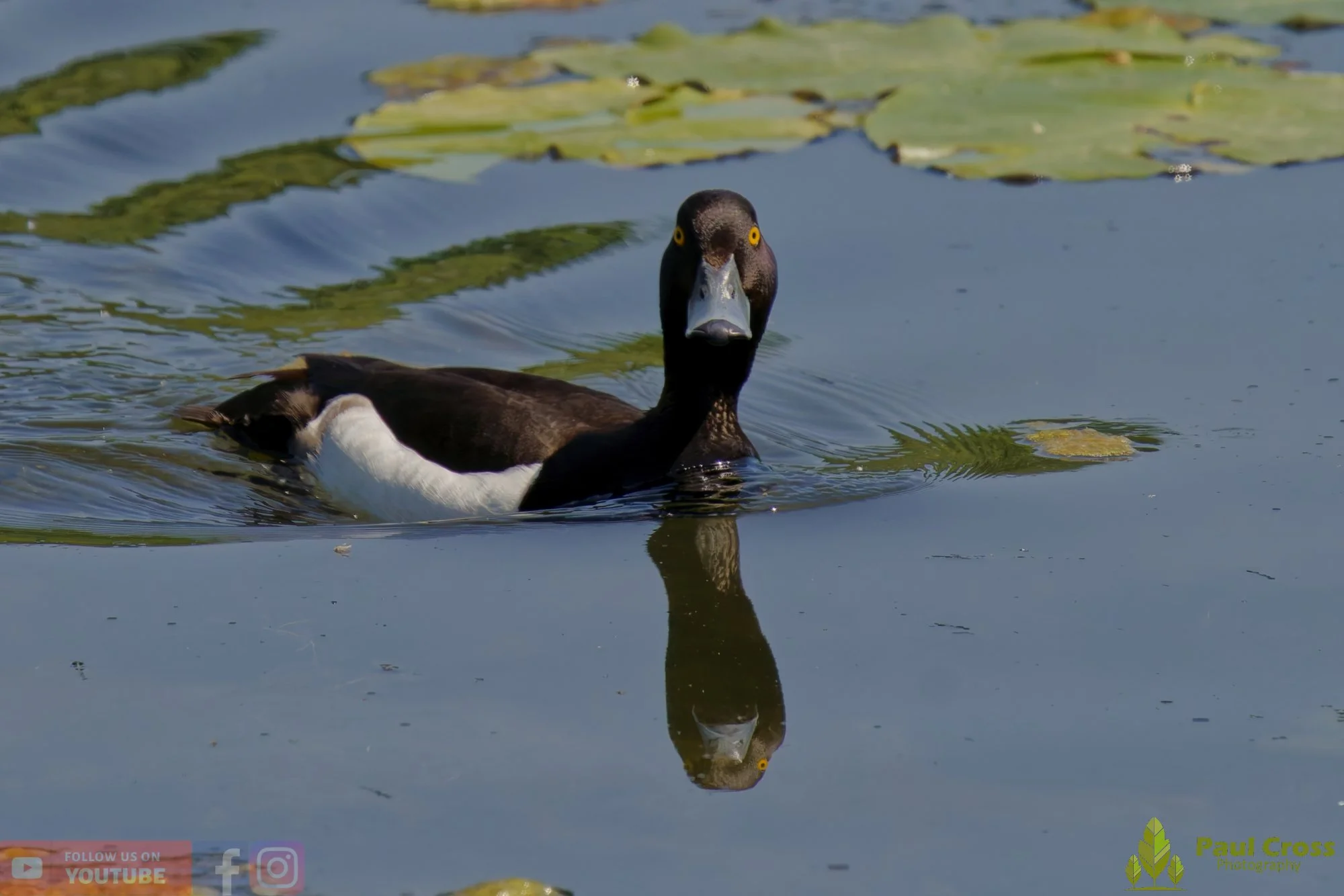 Tufted Duck-00262.jpg