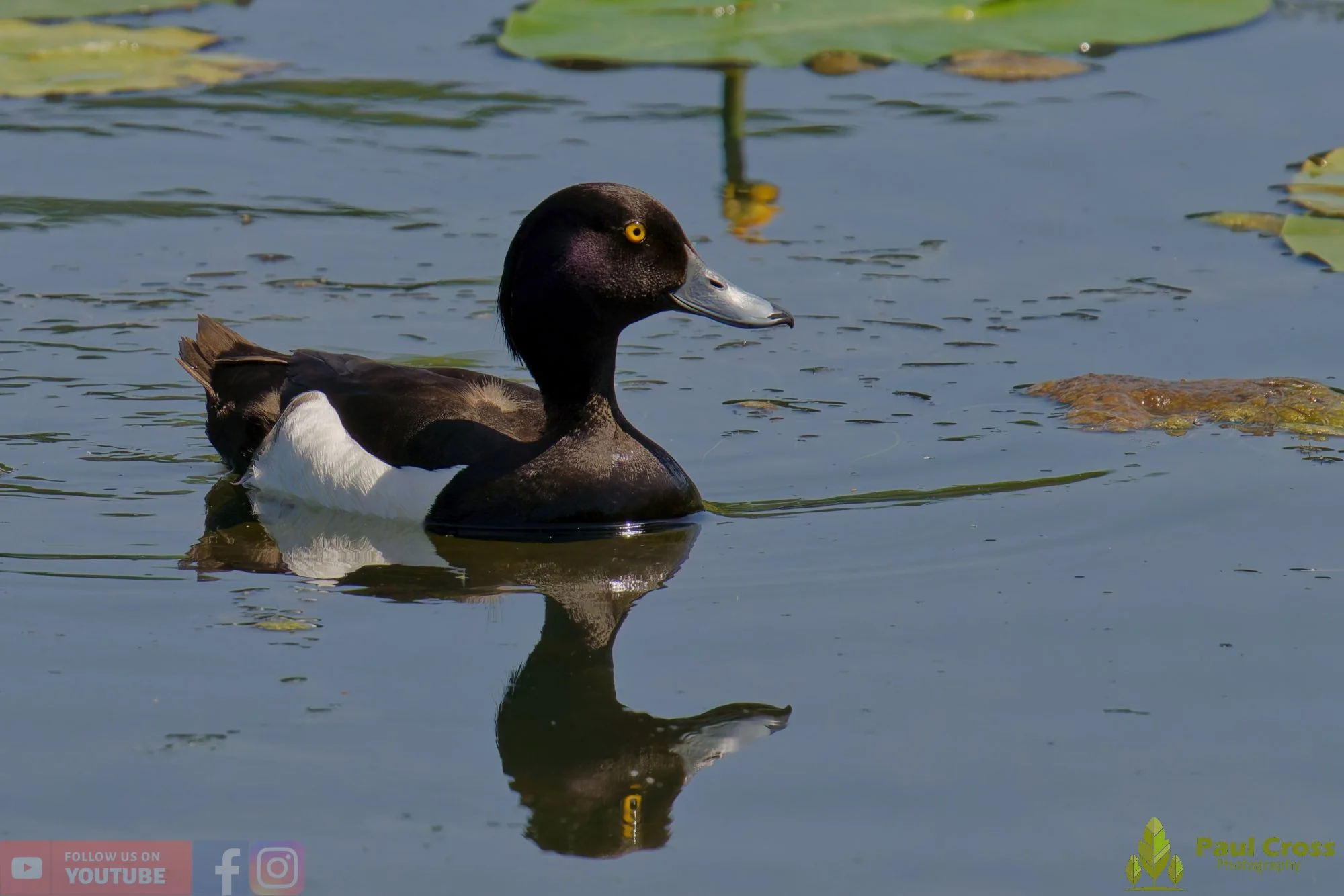 Tufted Duck-00263.jpg