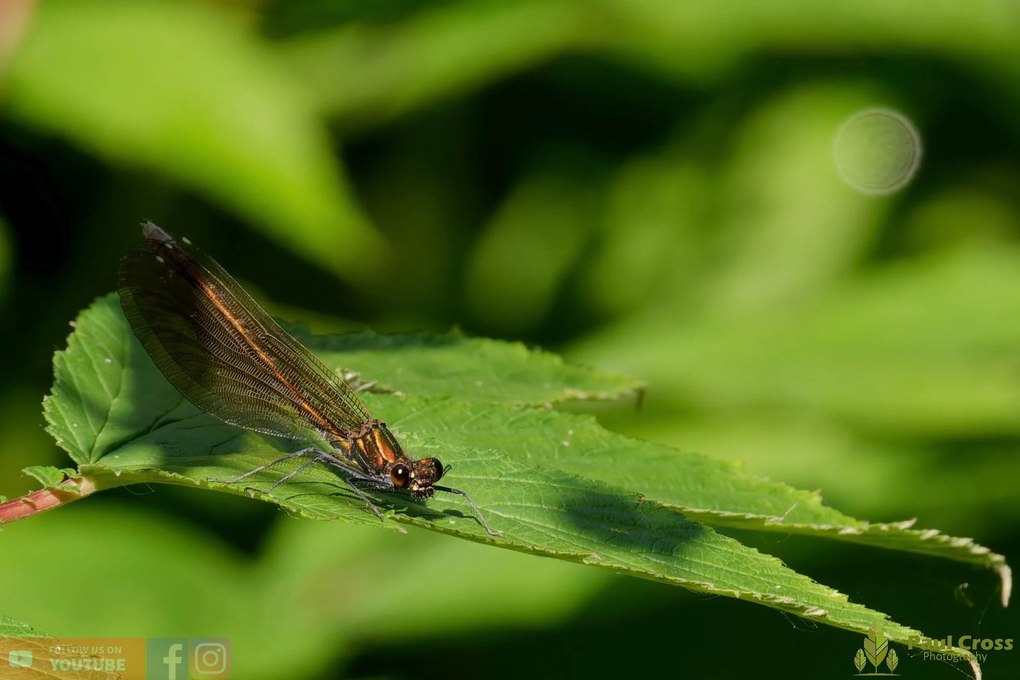 Beautiful Demoiselle-00062.jpg