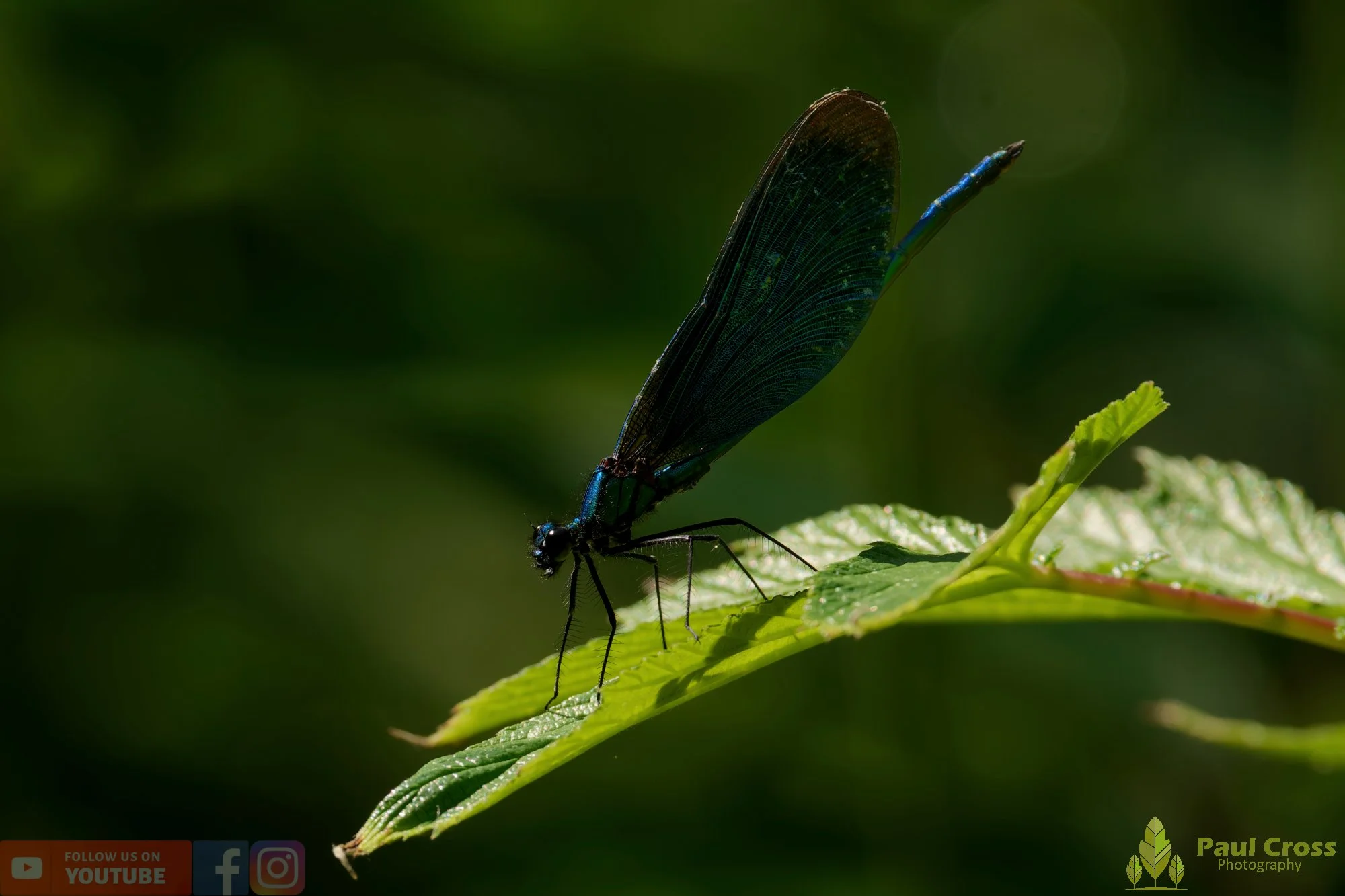 Beautiful Demoiselle-00063.jpg