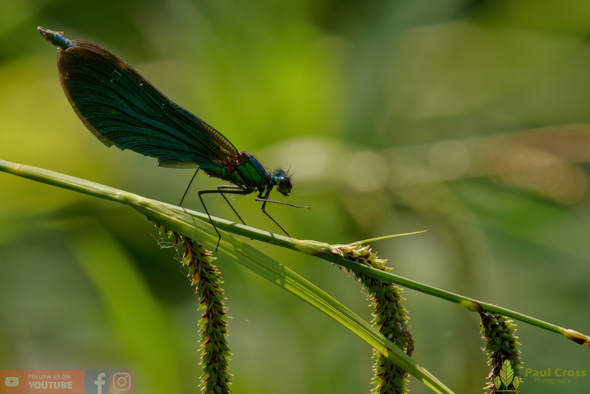 Beautiful Demoiselle-00064.jpg