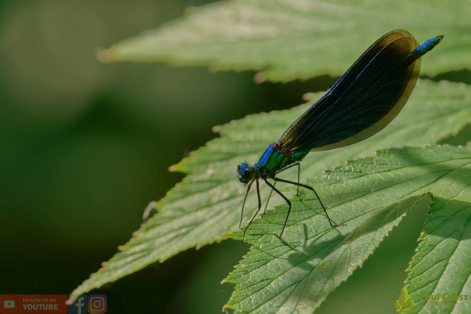 Beautiful Demoiselle-00065.jpg