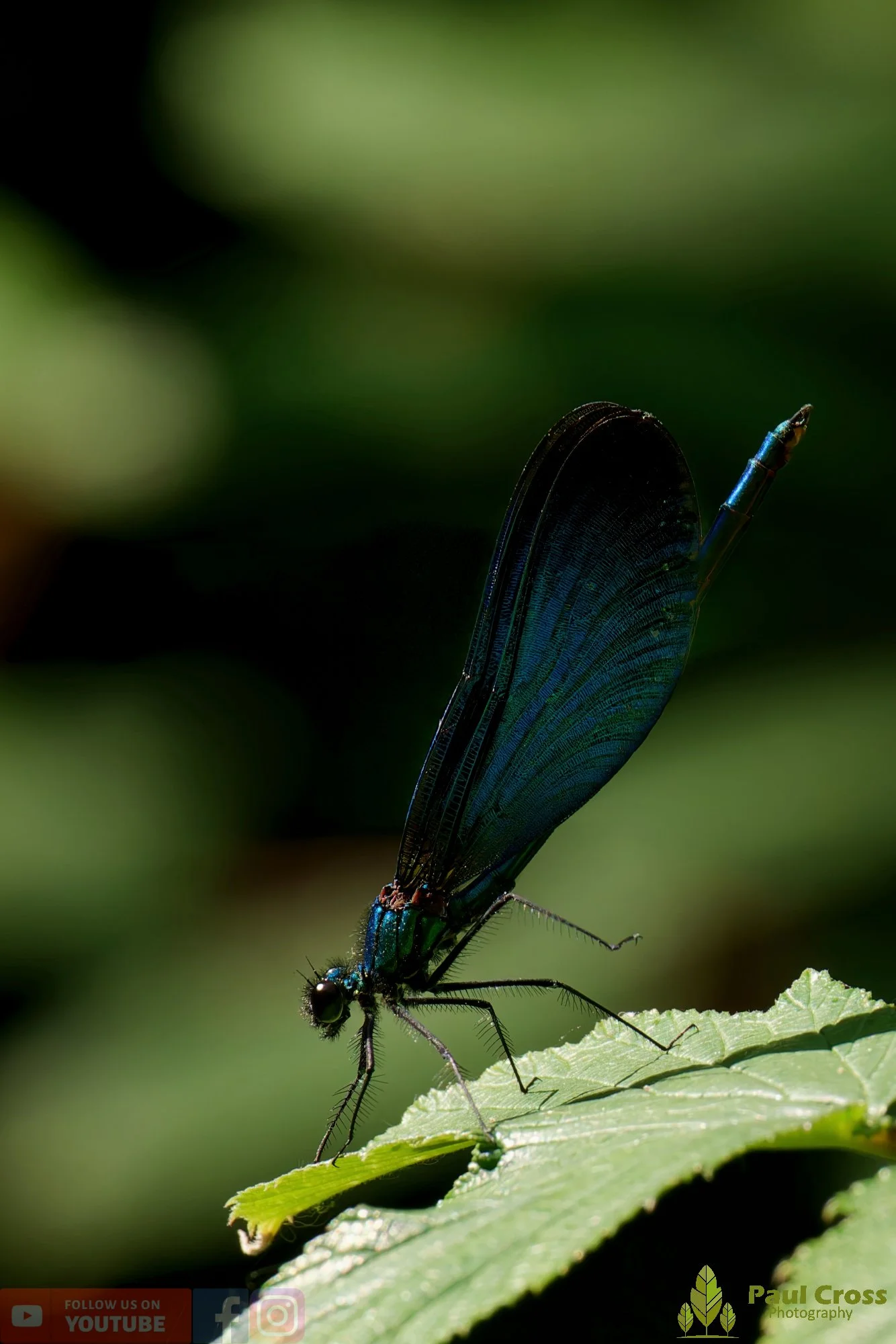Beautiful Demoiselle-00069.jpg