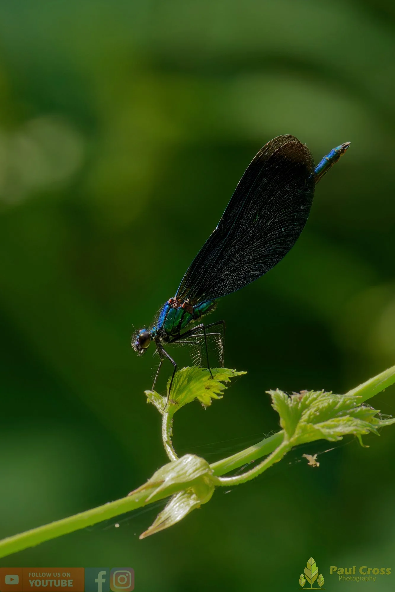 Beautiful Demoiselle-00070.jpg