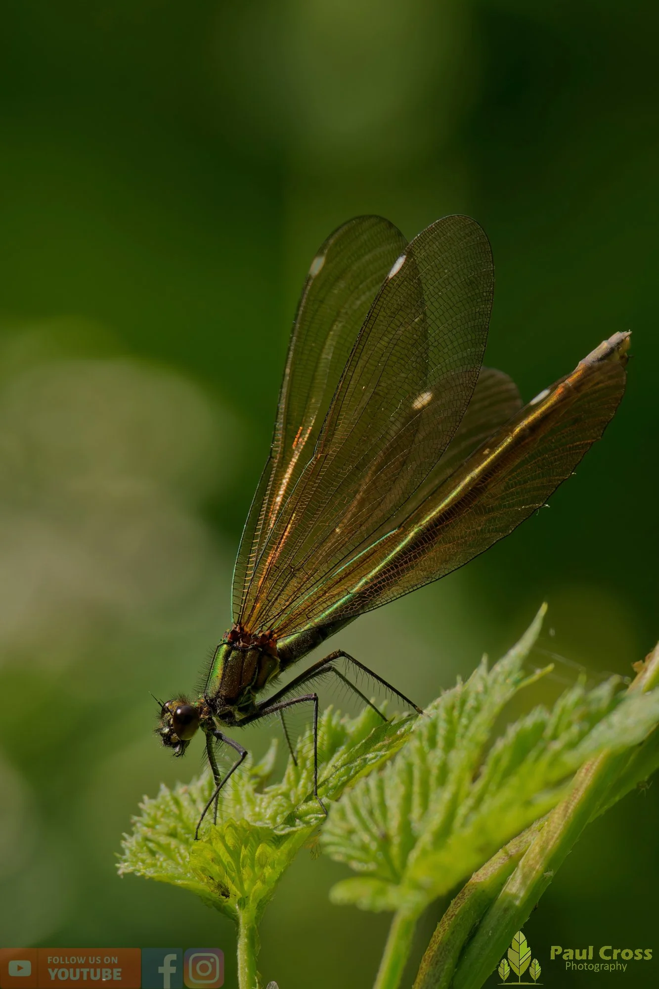 Beautiful Demoiselle-00075.jpg