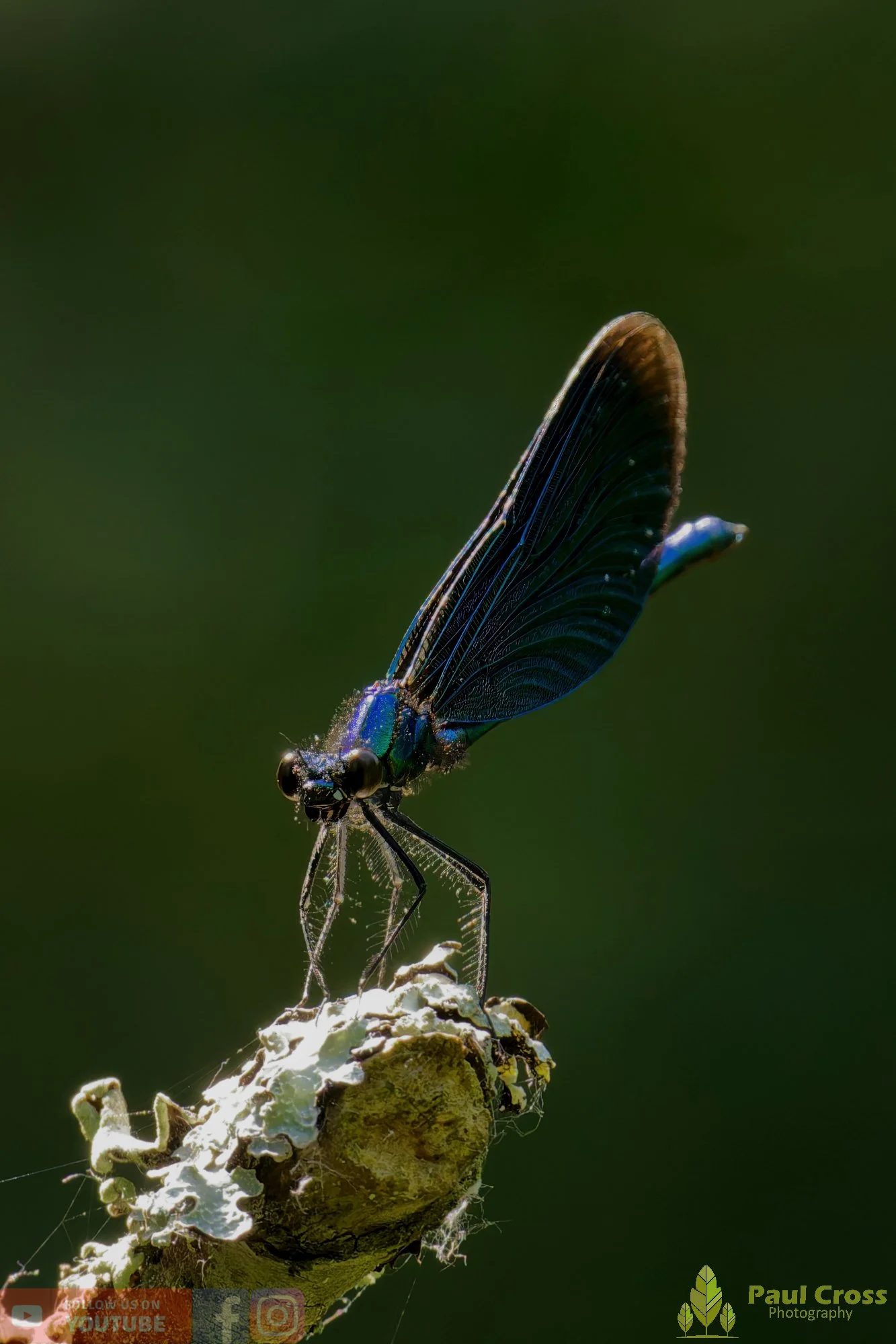 Beautiful Demoiselle-00079.jpg