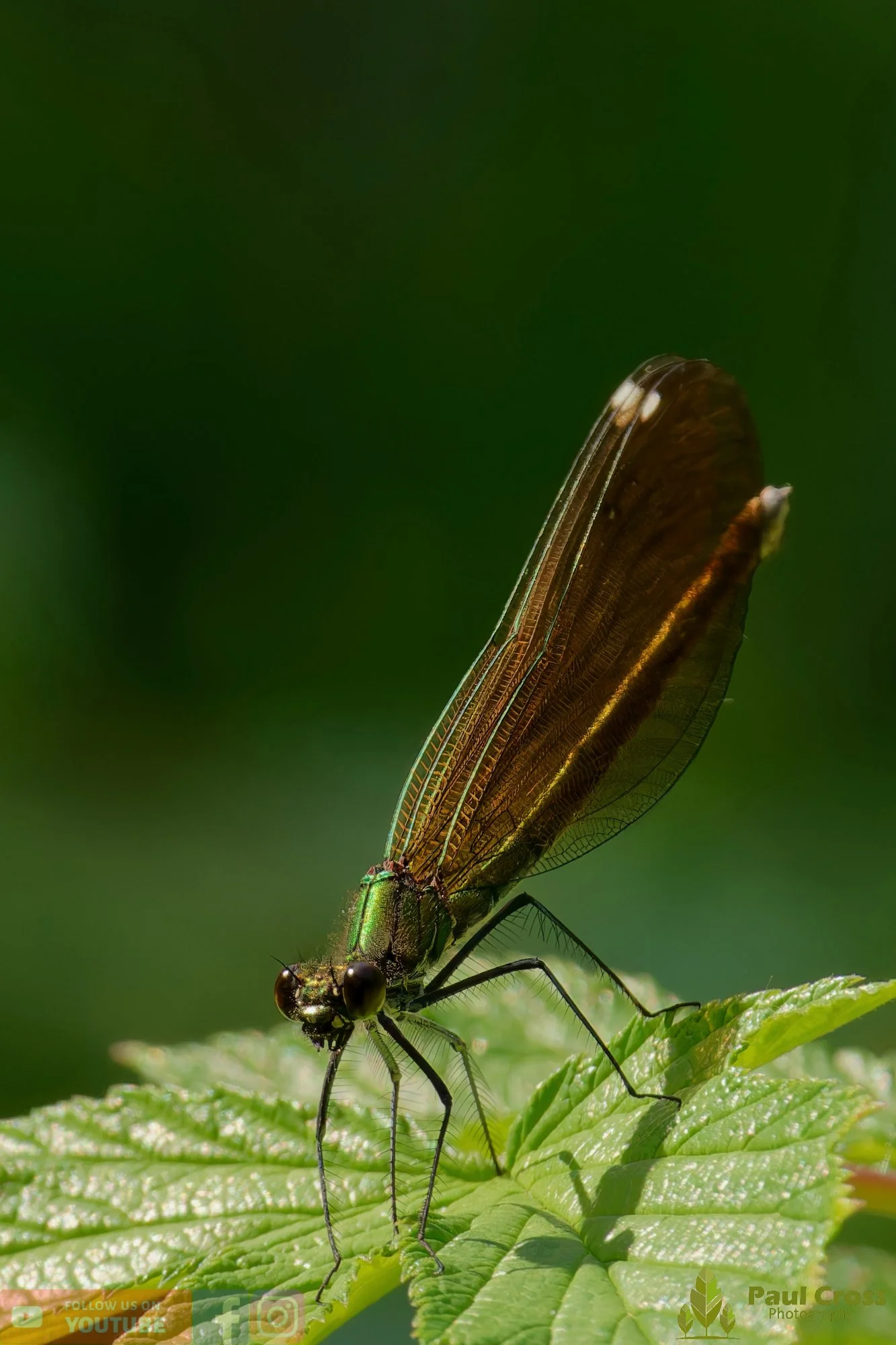 Beautiful Demoiselle-00082.jpg