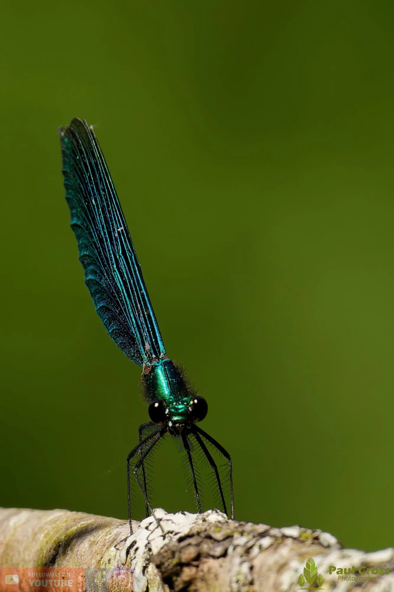 Beautiful Demoiselle-00084.jpg