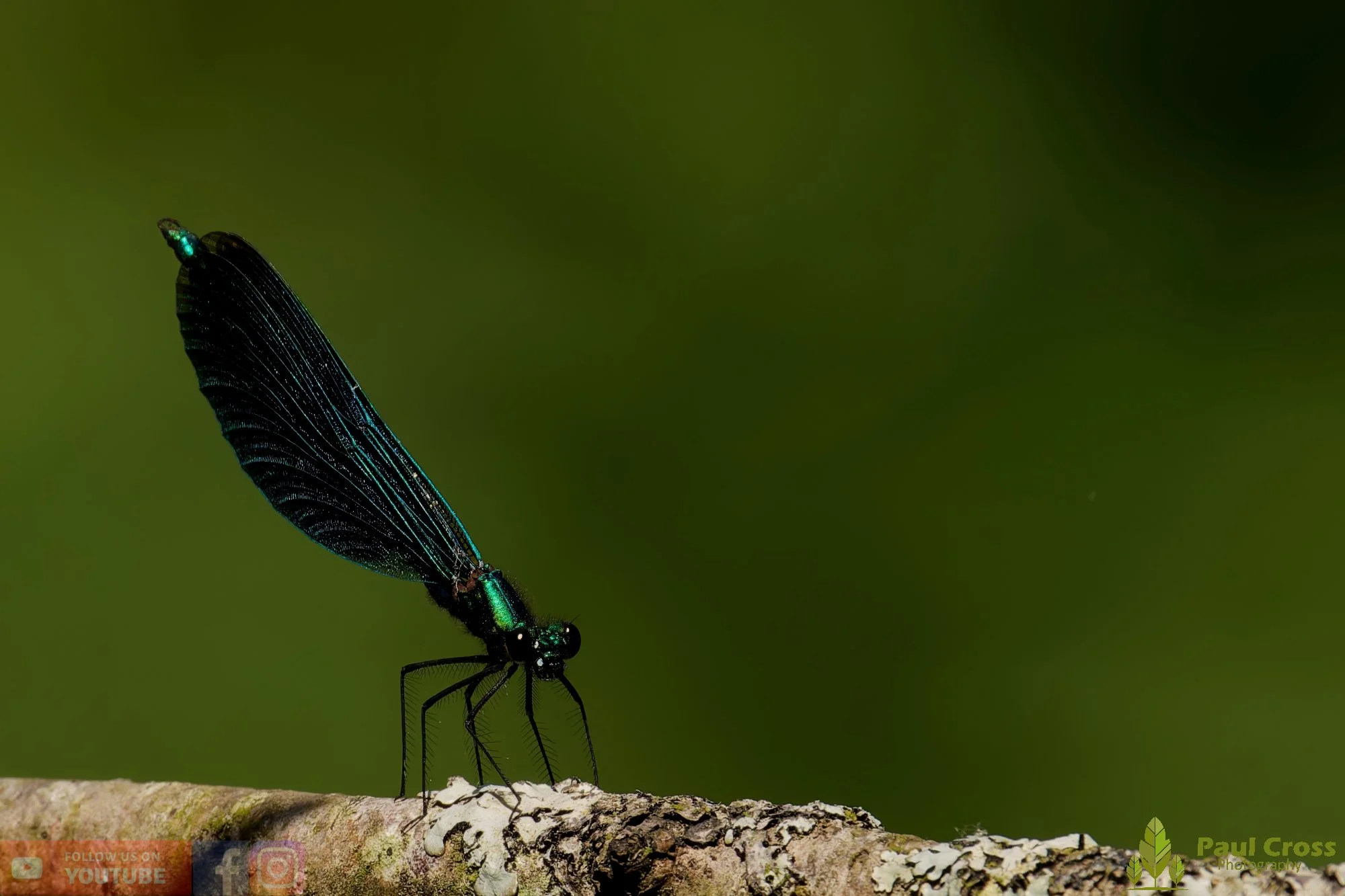 Beautiful Demoiselle-00085.jpg