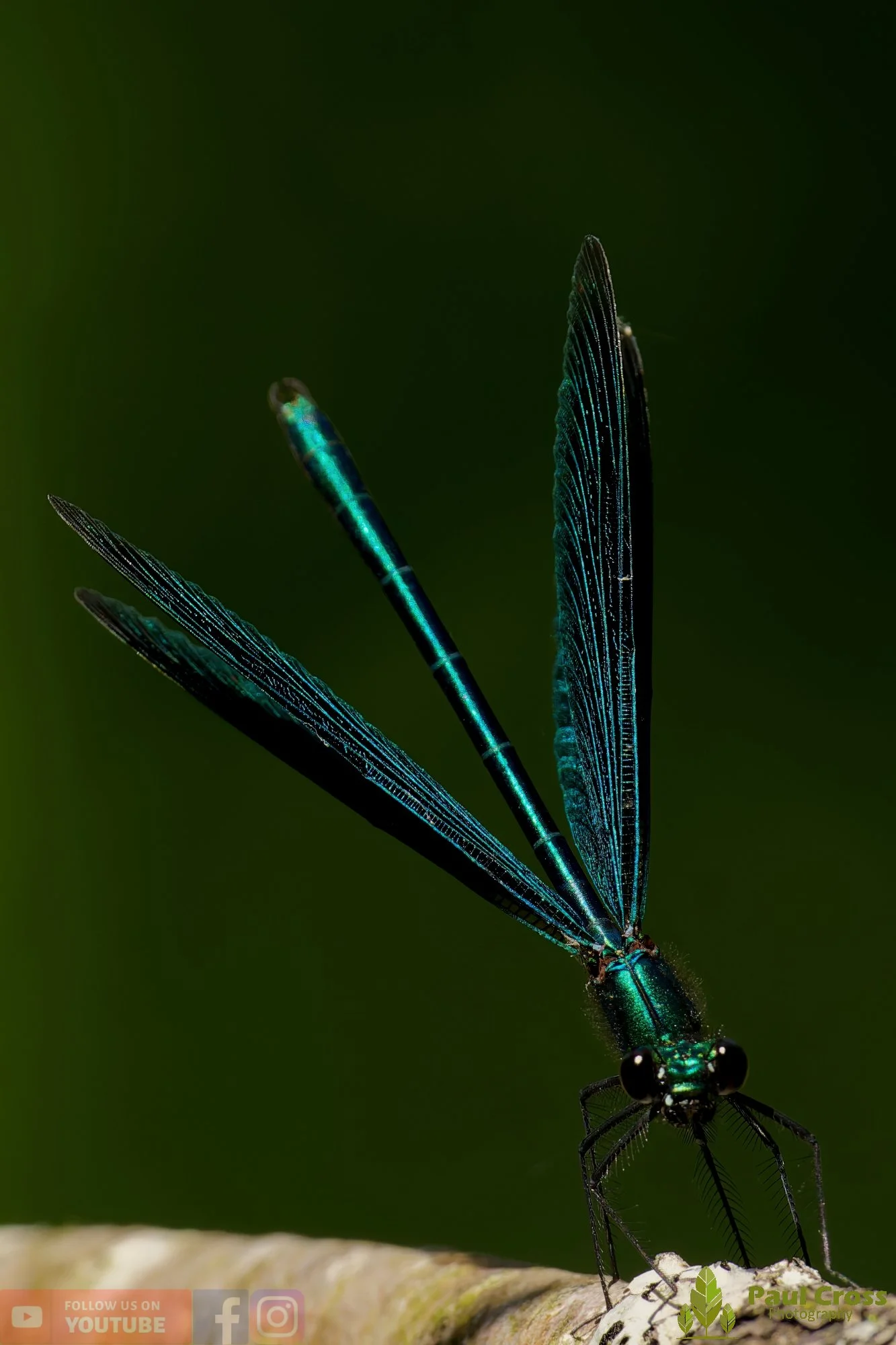 Beautiful Demoiselle-00087.jpg