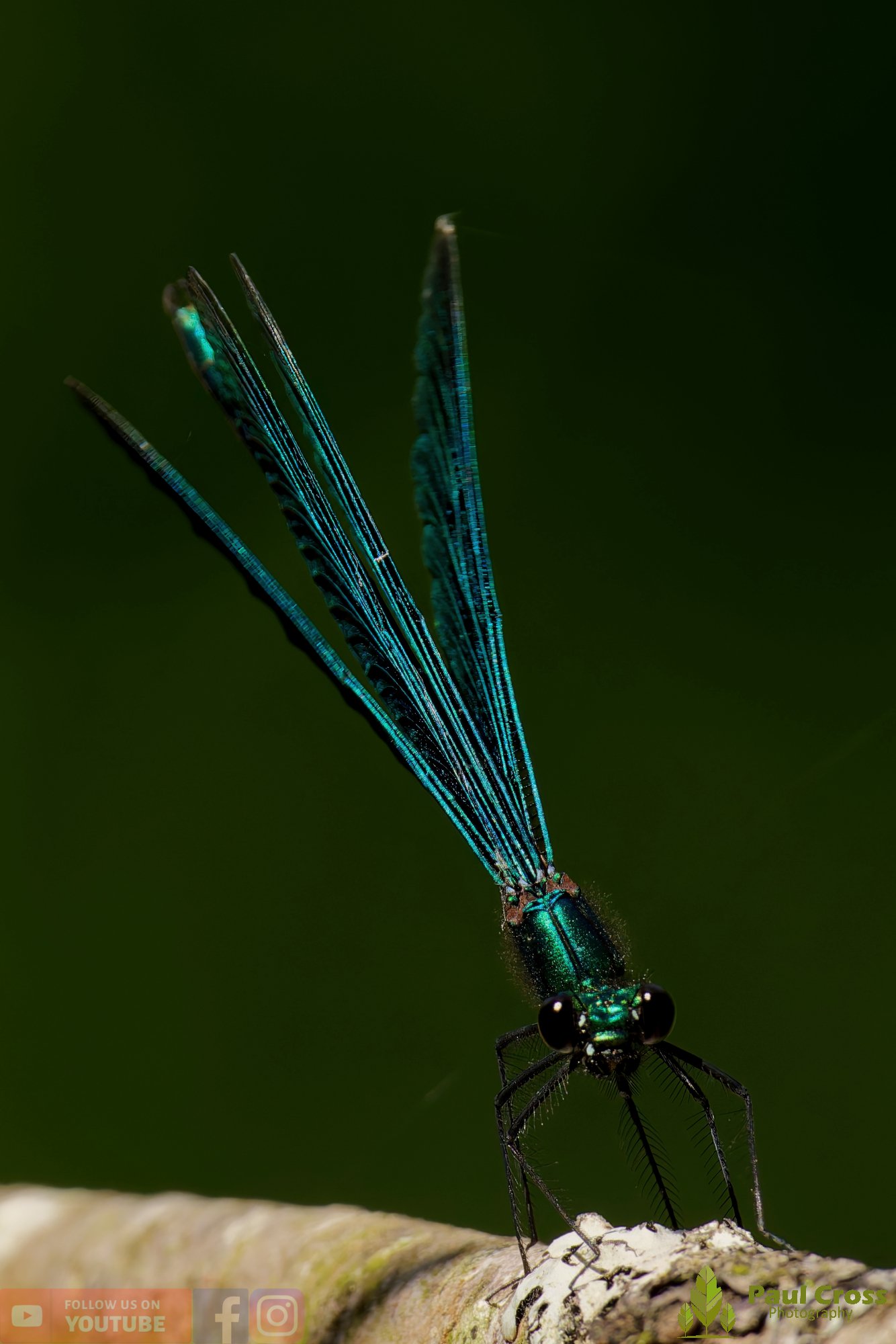 Beautiful Demoiselle-00088.jpg