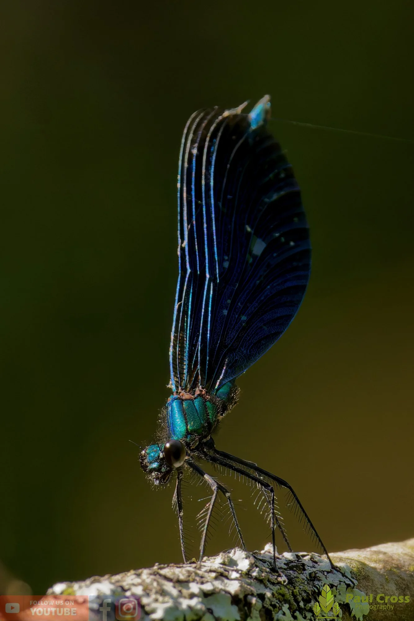 Beautiful Demoiselle-00089.jpg
