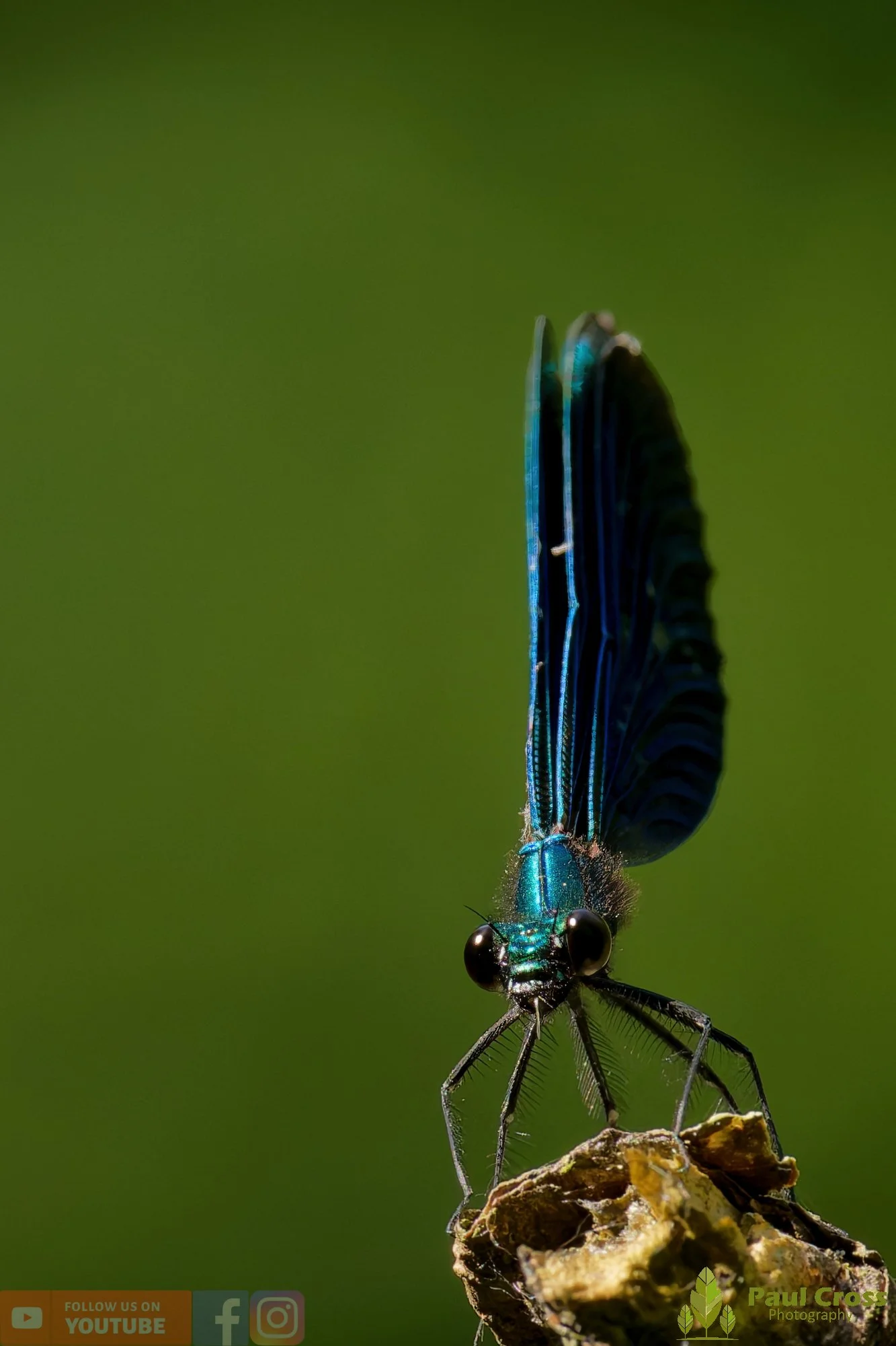 Beautiful Demoiselle-00090.jpg