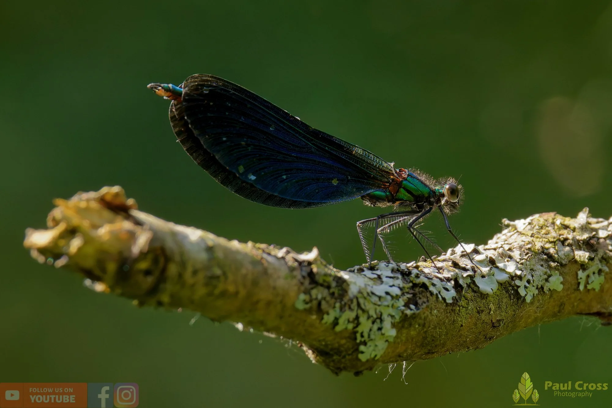 Beautiful Demoiselle-00094.jpg