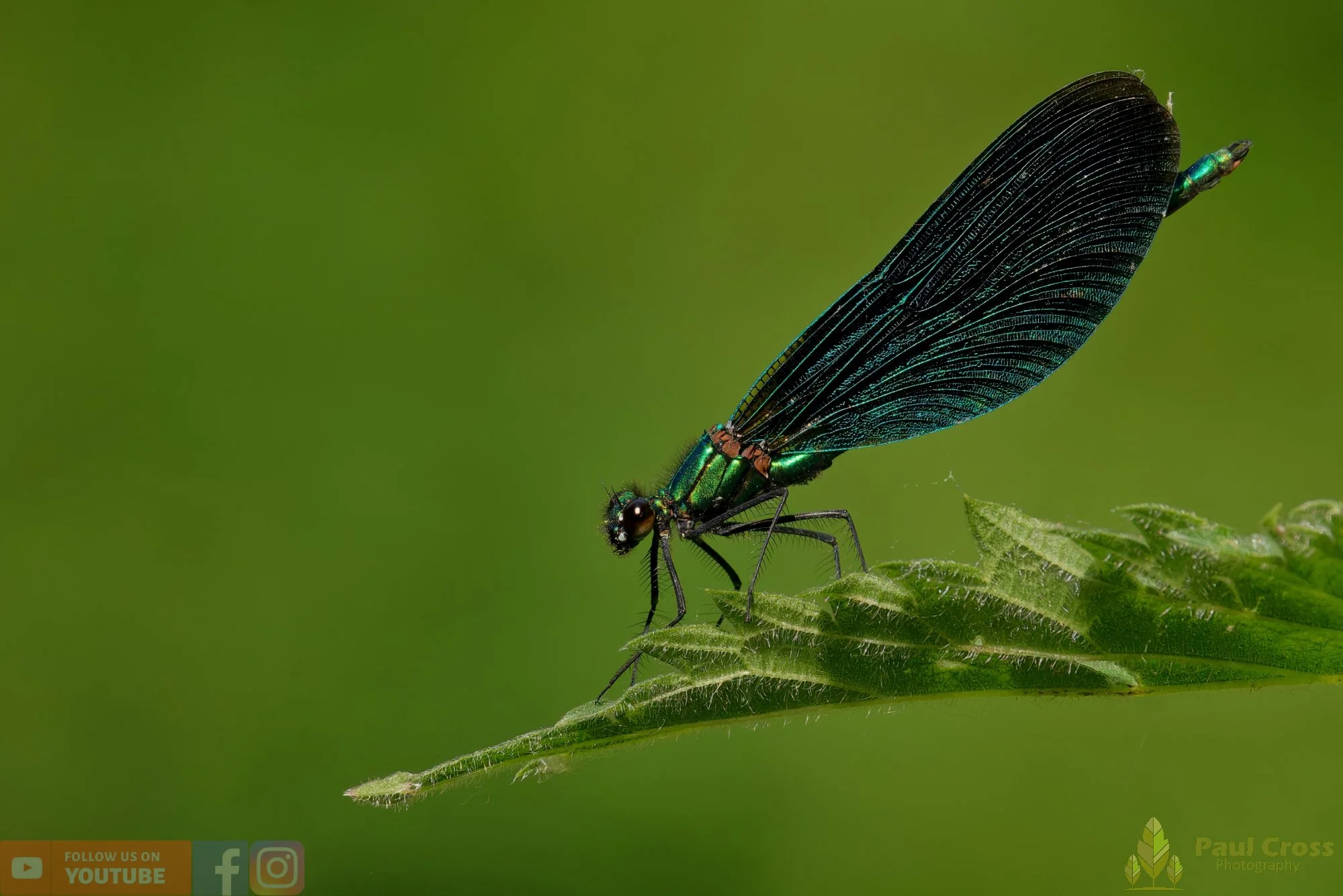Beautiful Demoiselle-00095.jpg