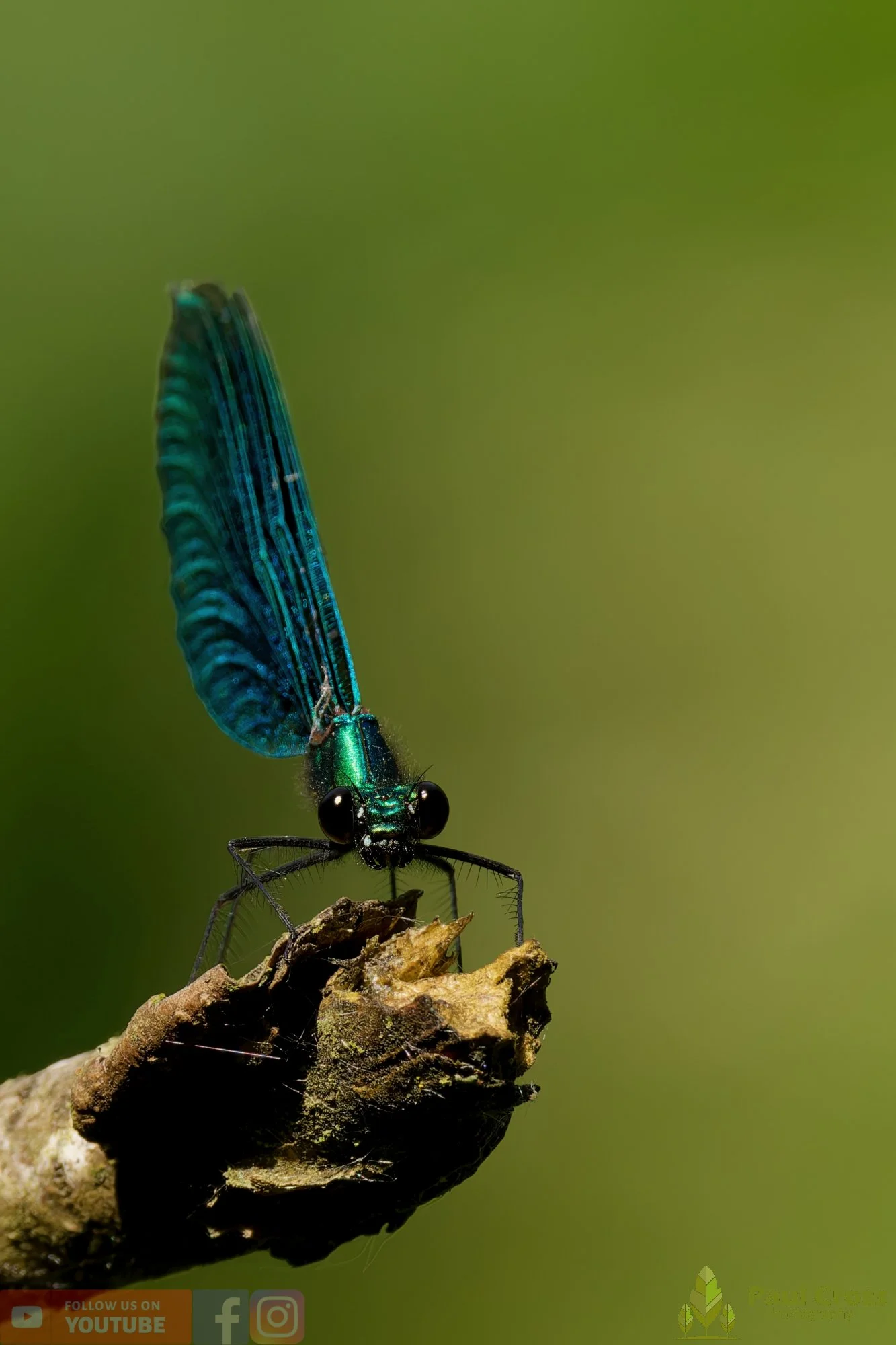 Beautiful Demoiselle-00096.jpg