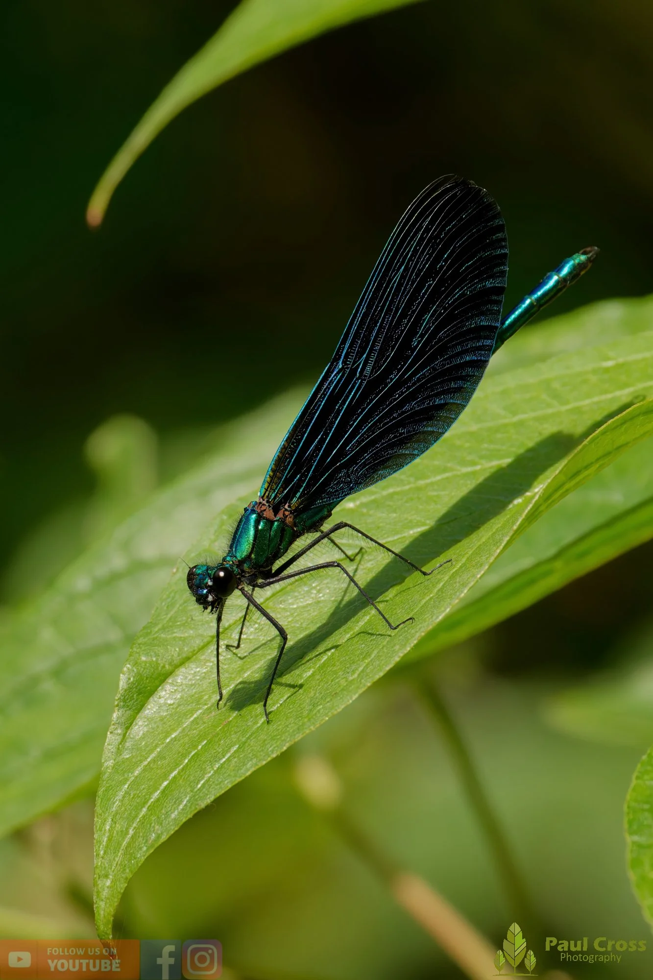 Beautiful Demoiselle-00097.jpg