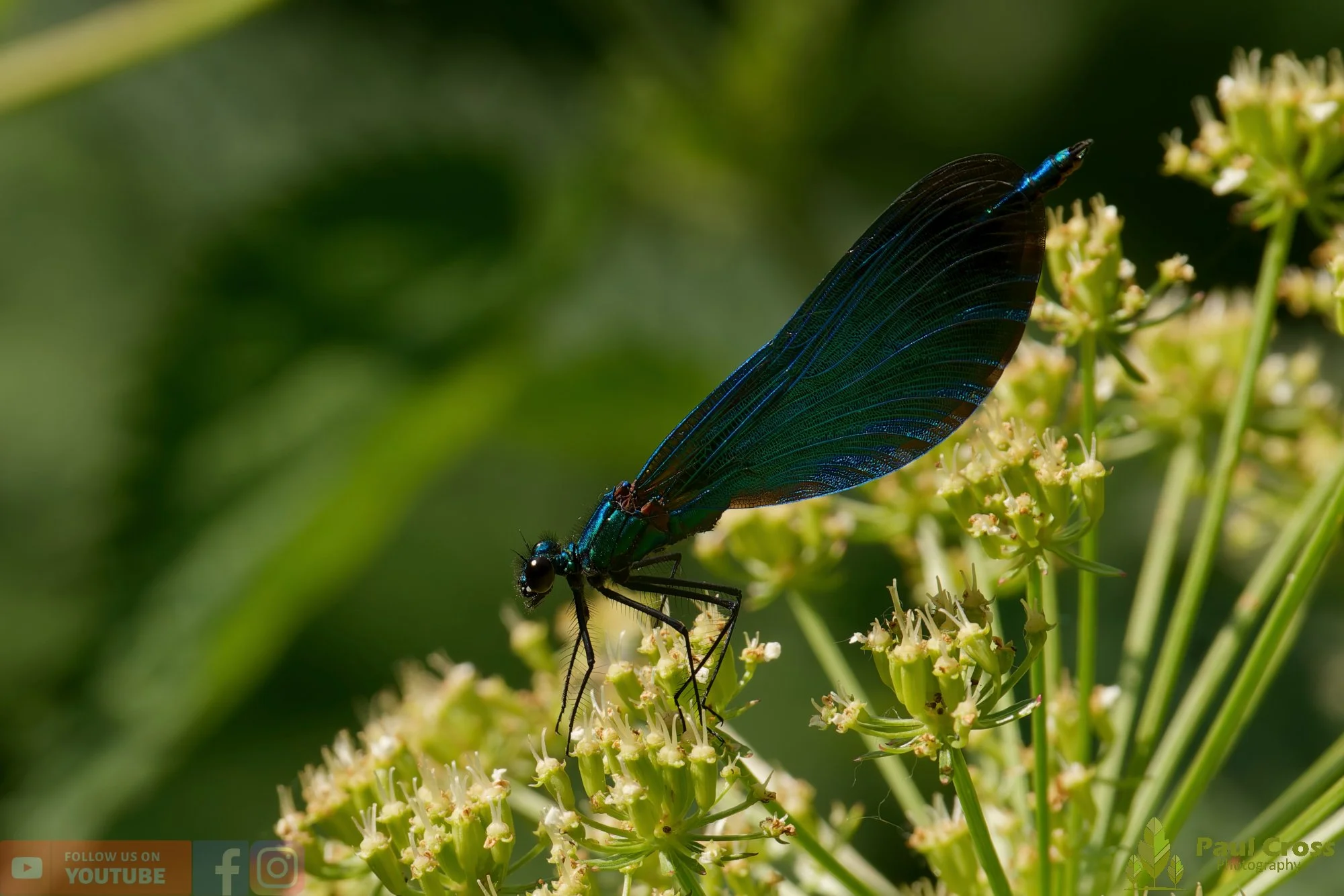 Beautiful Demoiselle-00098.jpg