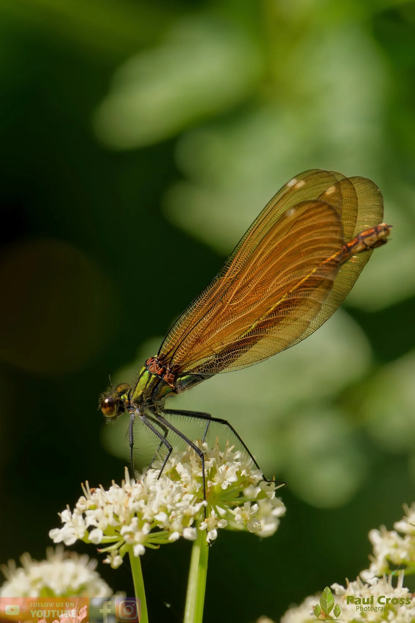 Beautiful Demoiselle-00099.jpg