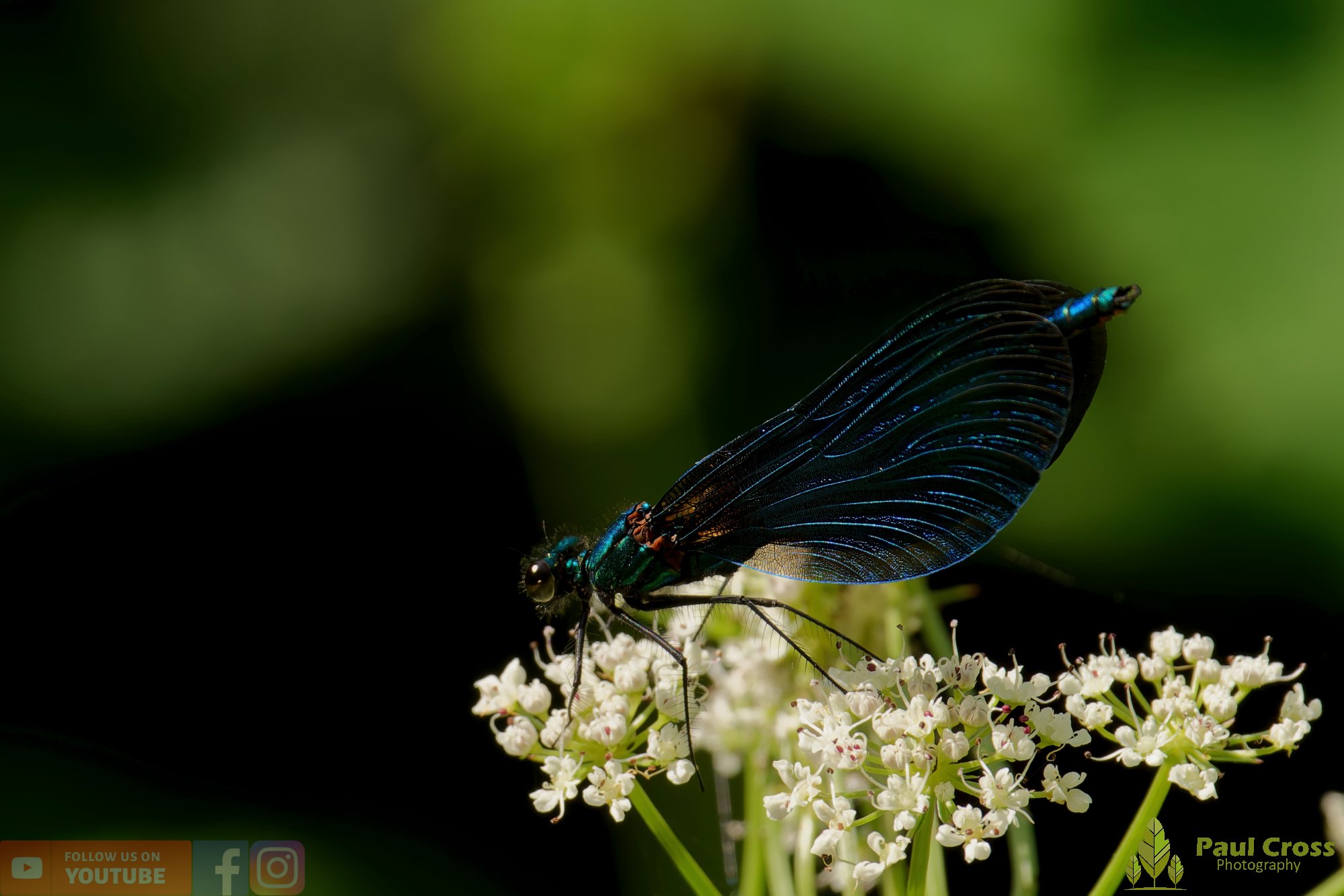 Beautiful Demoiselle-00100.jpg