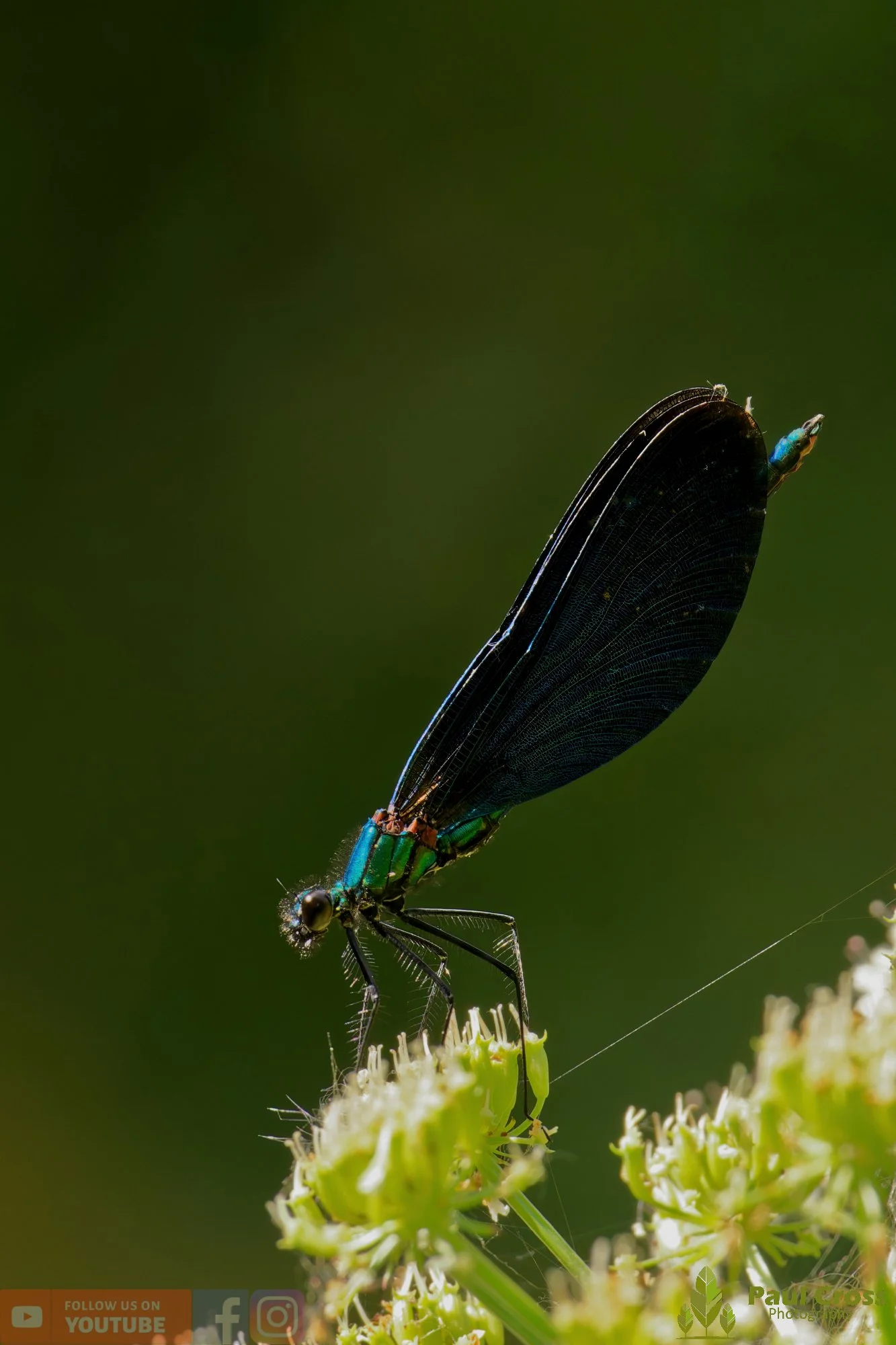 Beautiful Demoiselle-00101.jpg