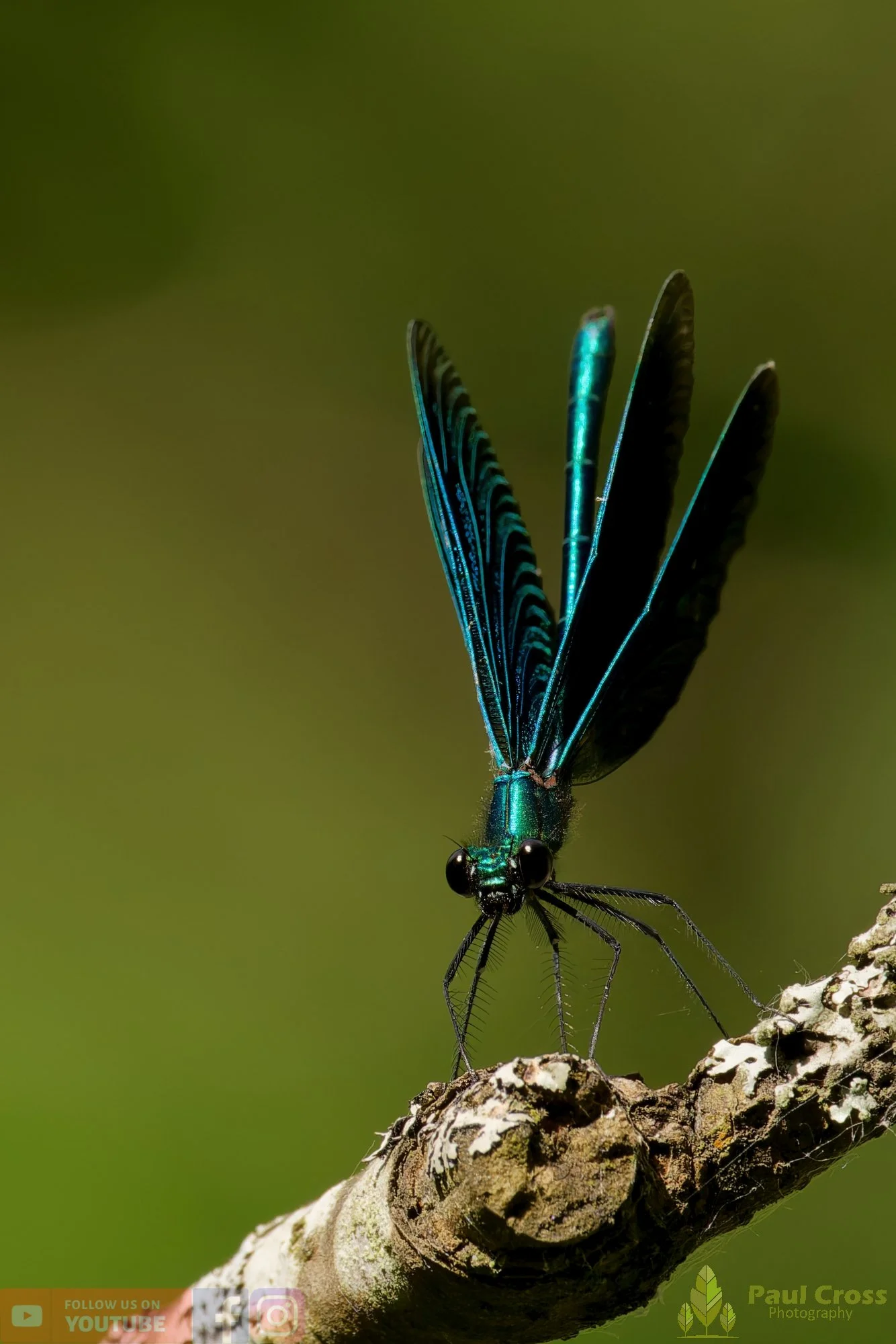 Beautiful Demoiselle-00103.jpg