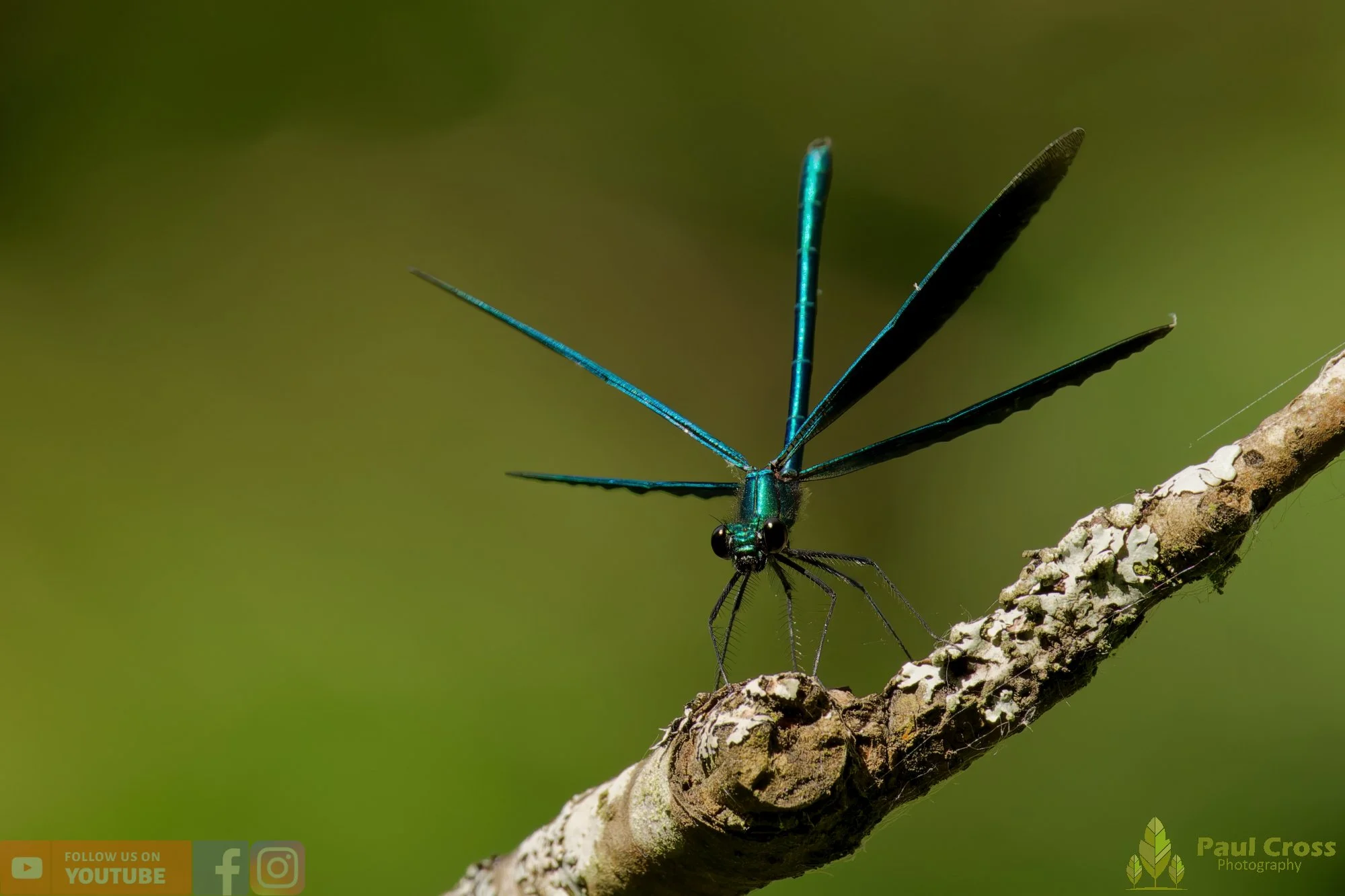 Beautiful Demoiselle-00104.jpg