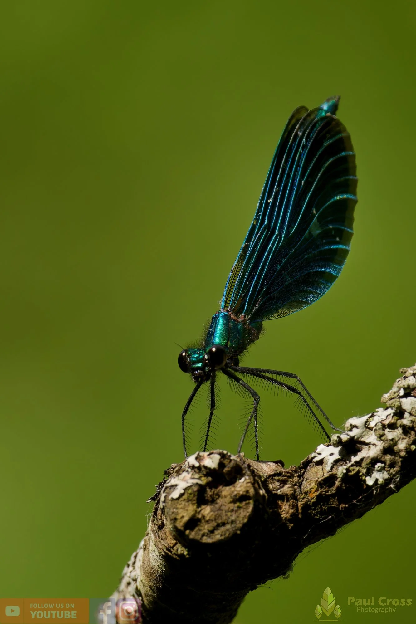 Beautiful Demoiselle-00105.jpg