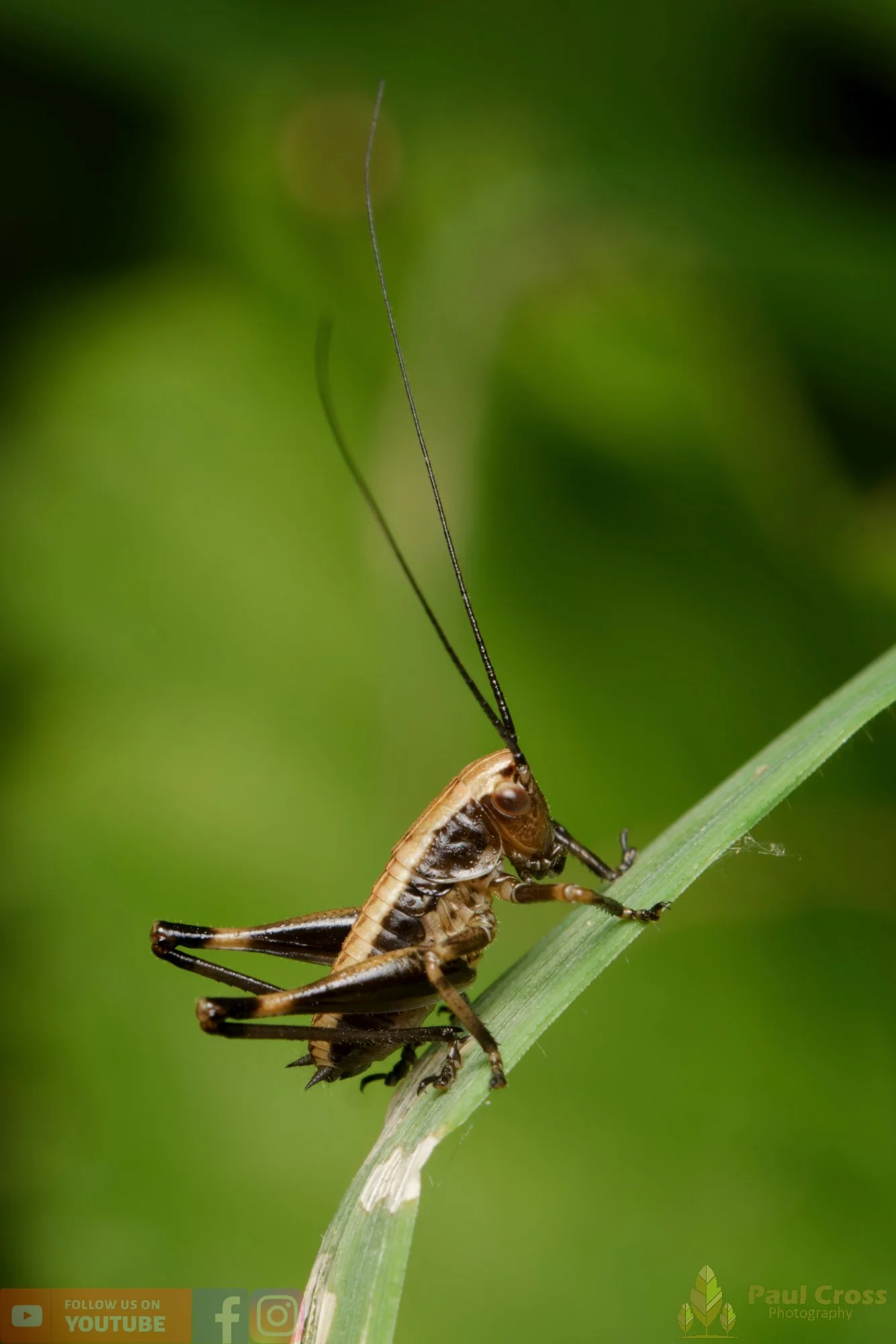 Dark Bush-Cricket - Pholidoptera Griseoaptera-00023.jpg