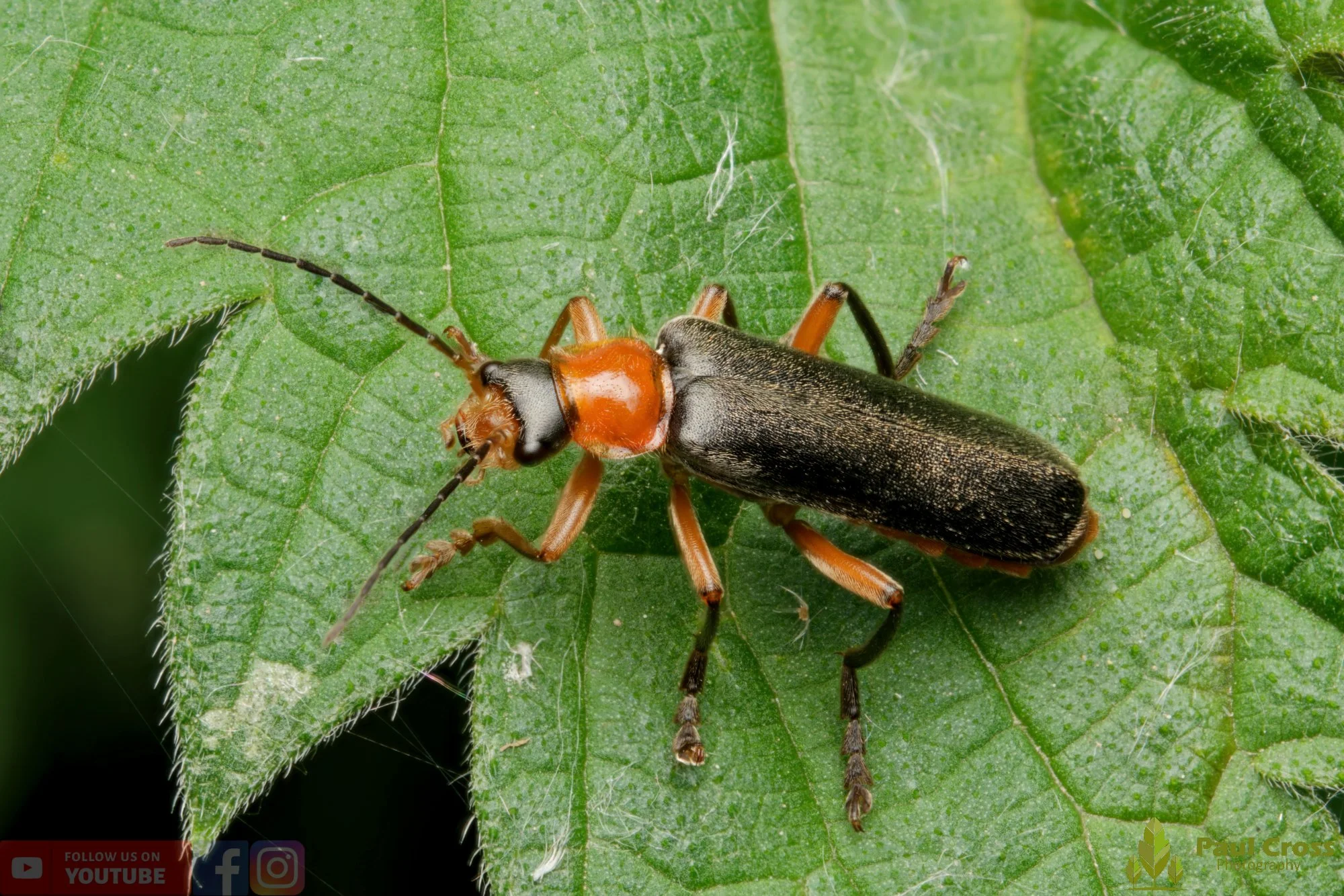 Cantharis Lateralis-00009.jpg