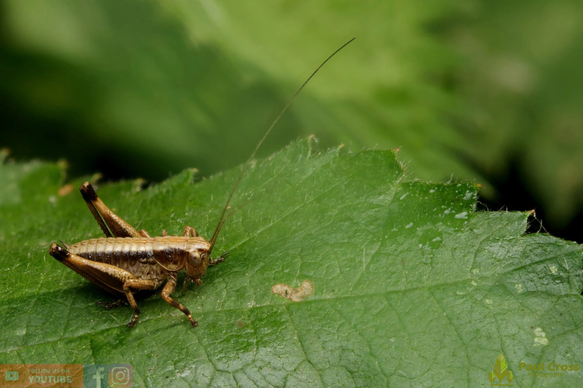 Dark Bush-Cricket - Pholidoptera Griseoaptera-00025.jpg