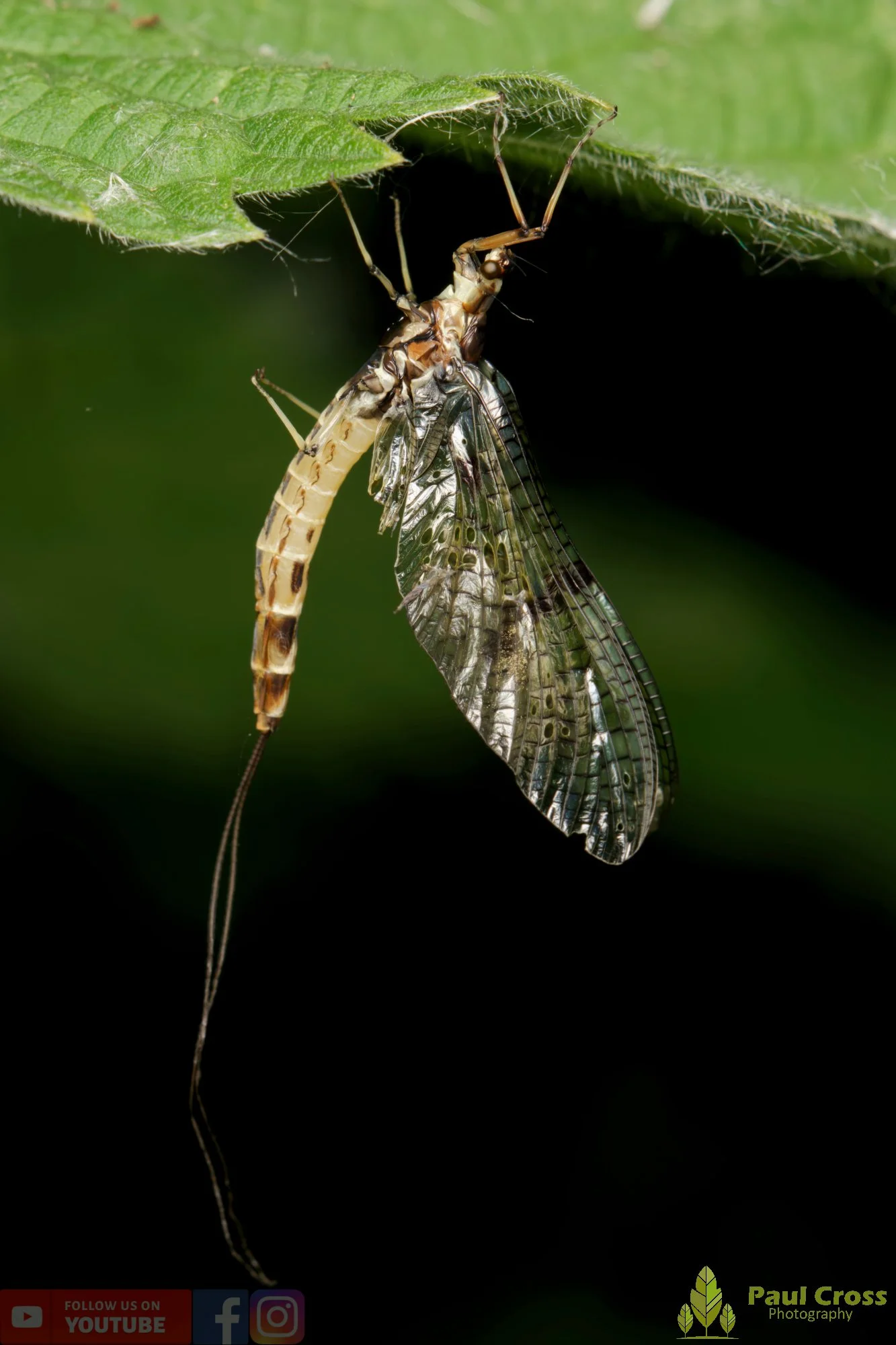 Green Drake Mayfly-00005.jpg